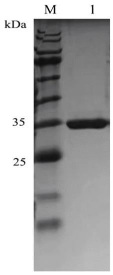 Molecules 28 00113 g0a2