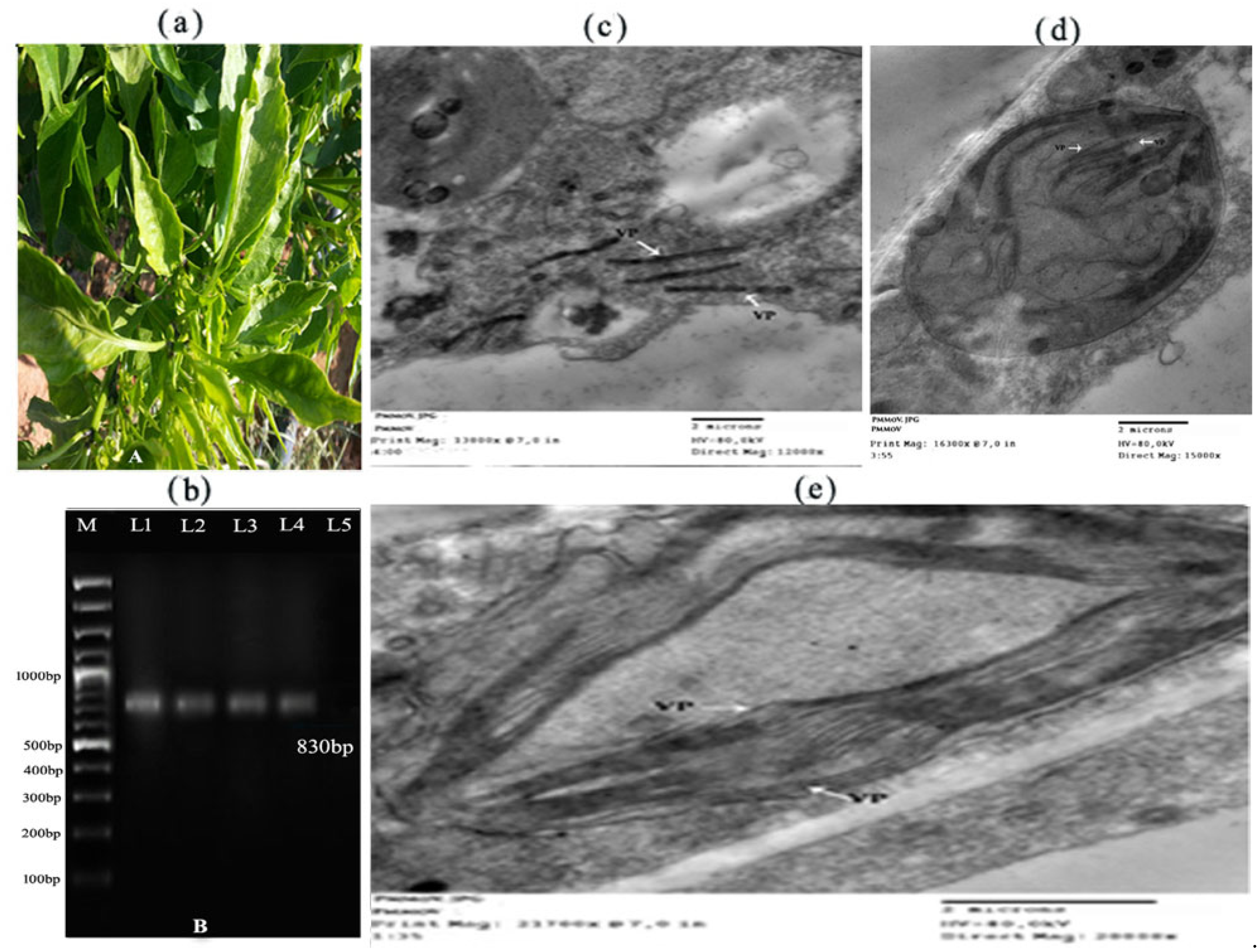 Molecules 28 00139 g001 Molecules 28 00139 g001