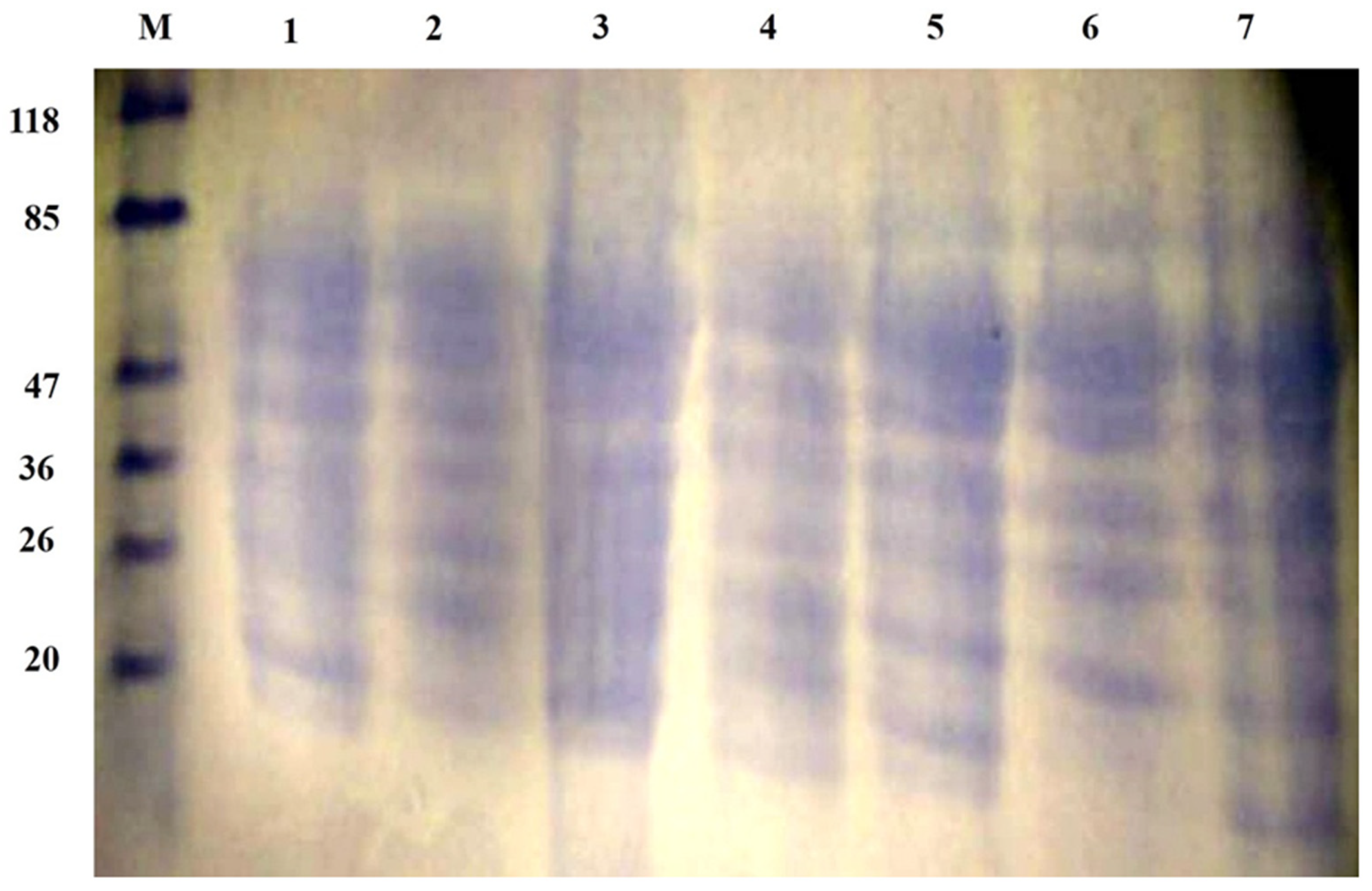 Molecules 28 00227 g004