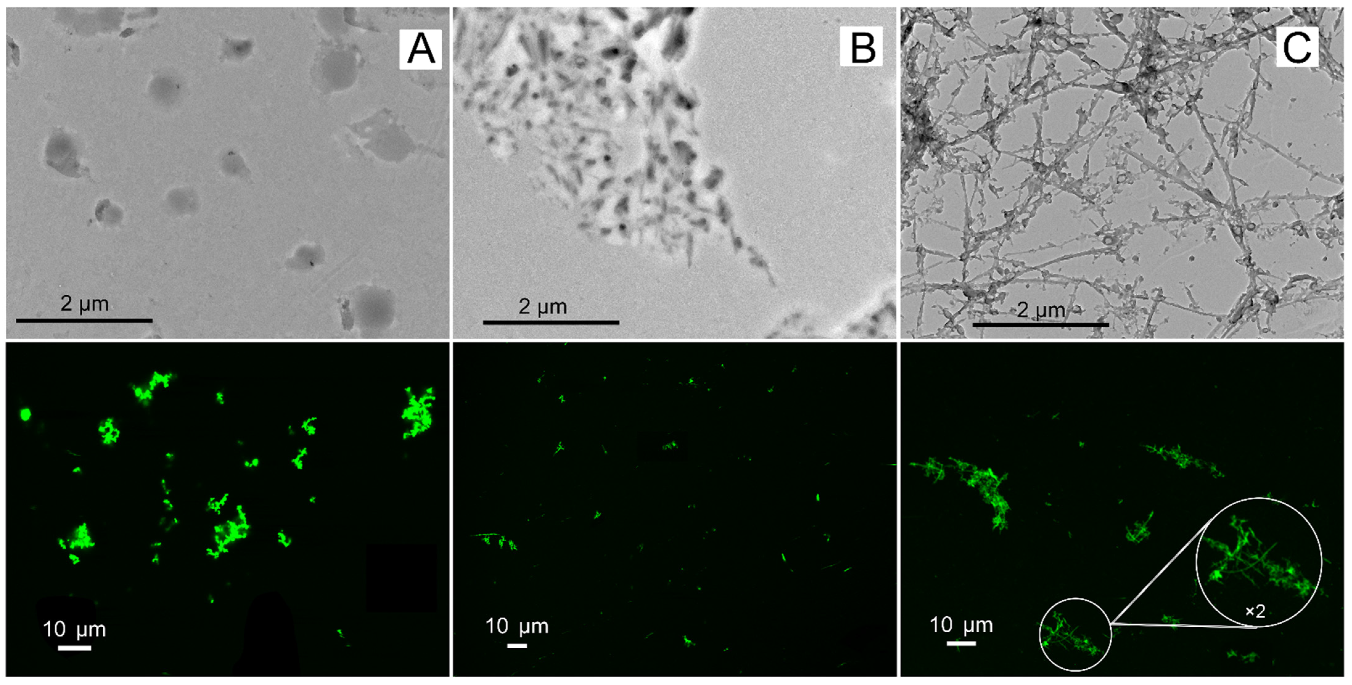 Molecules 28 00261 g003