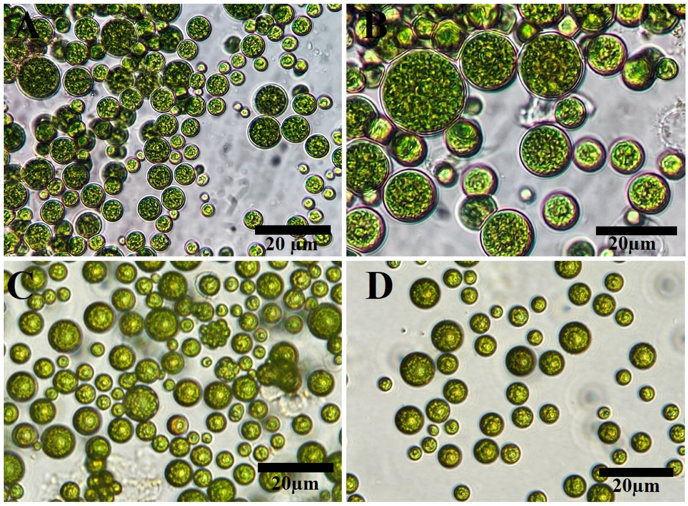 Molecules 28 00279 g001 Molecules 28 00279 g001