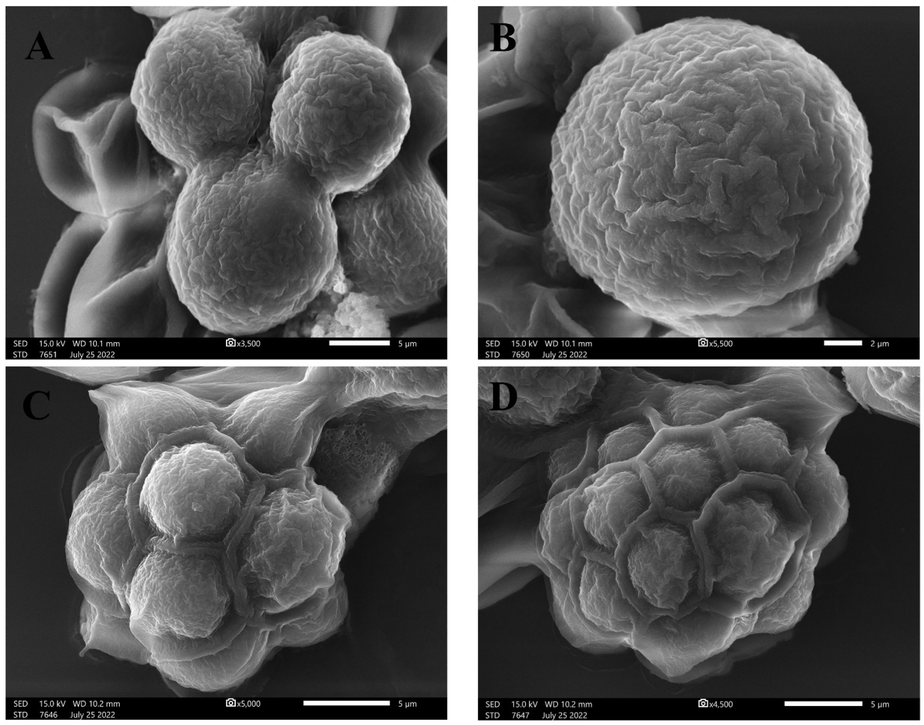 Molecules 28 00279 g002 Molecules 28 00279 g002