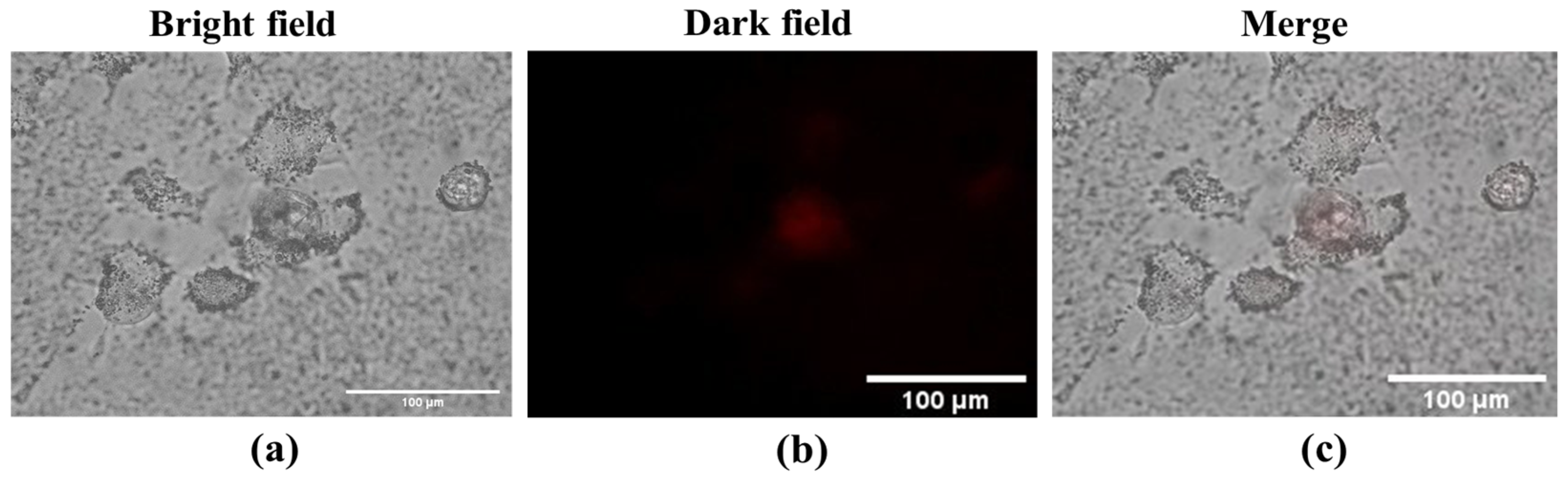 Molecules 28 00280 g005 Molecules 28 00280 g005