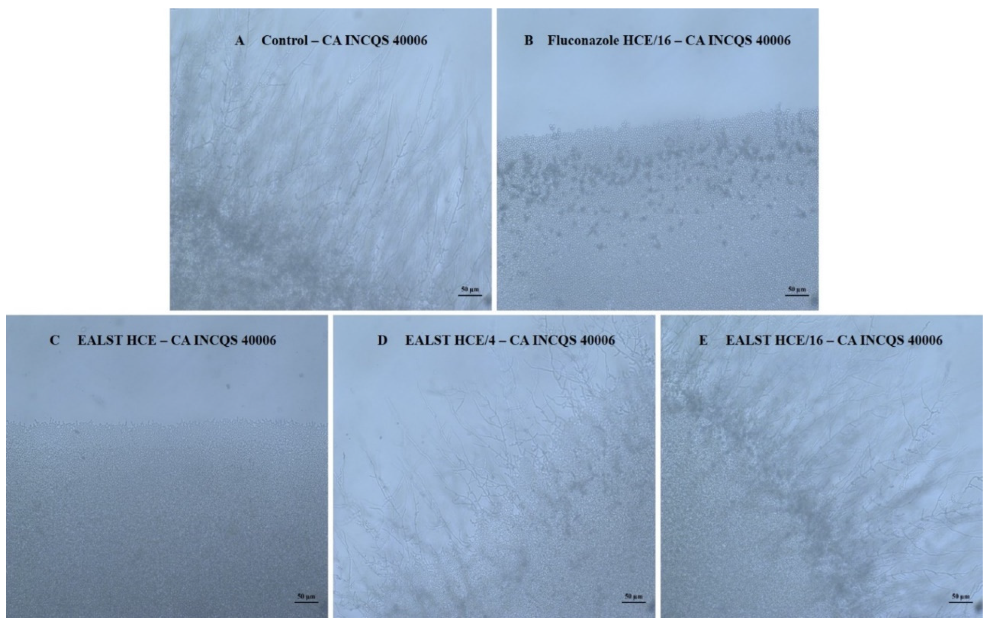 Molecules 28 00305 g004