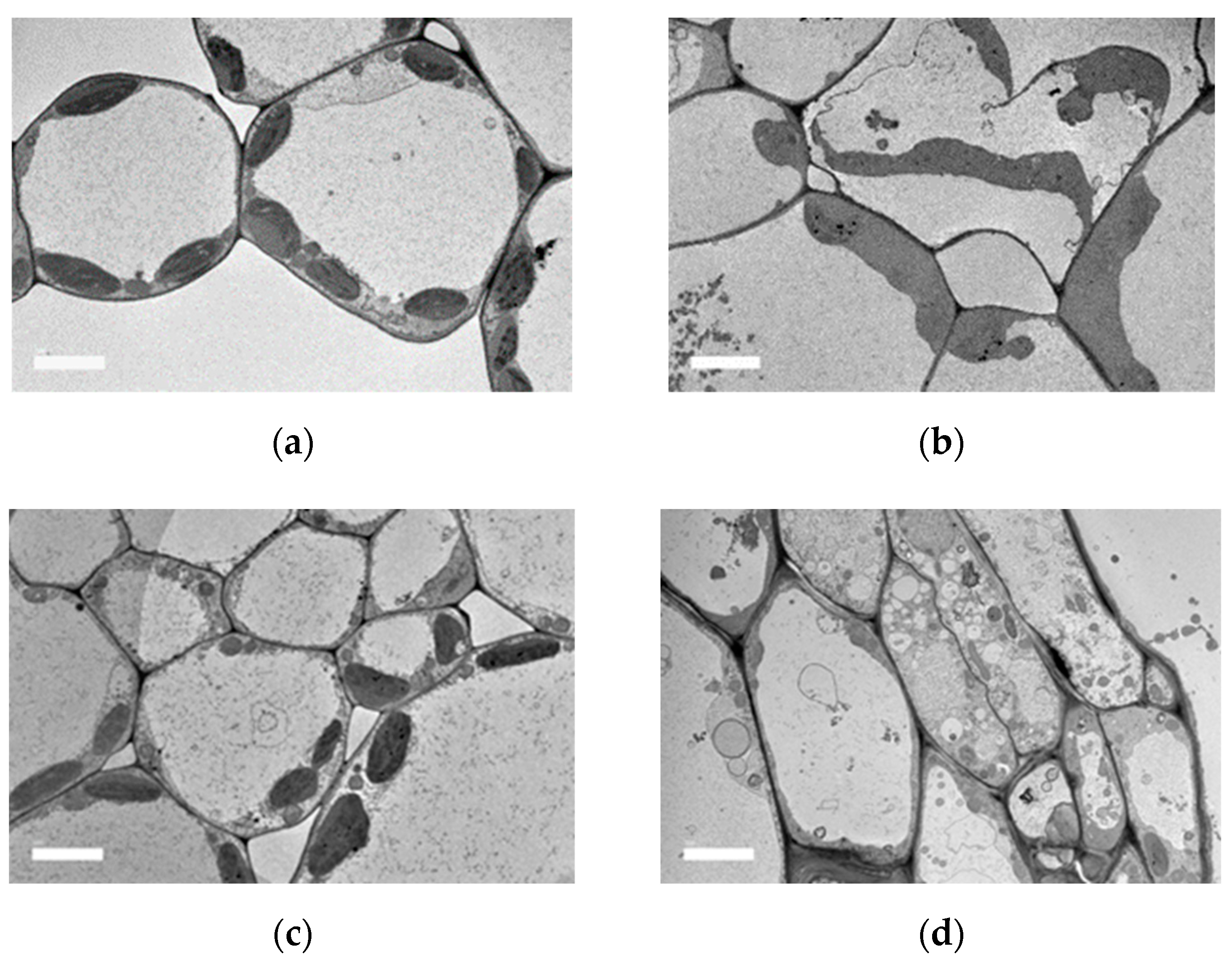 Molecules 28 00311 g005 Molecules 28 00311 g005