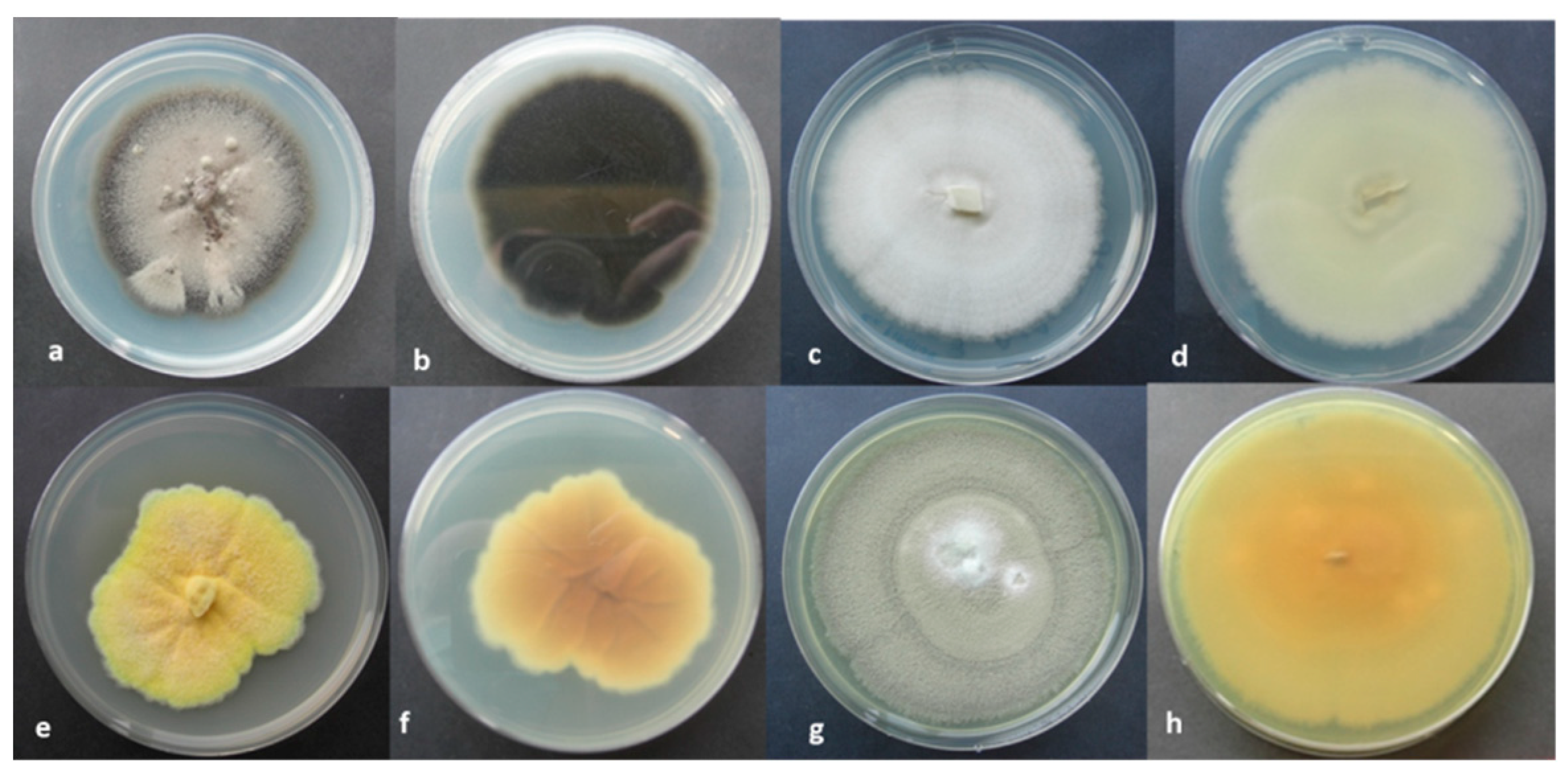 Molecules 28 00330 g009