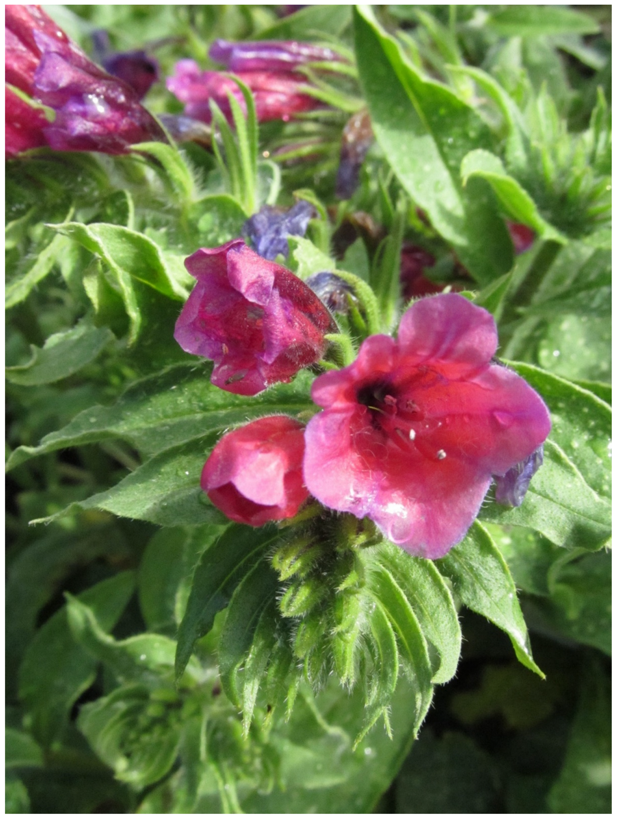 Molecules 28 00385 g001