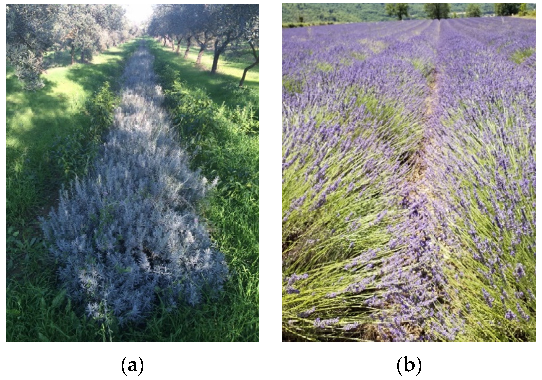 Molecules 28 00392 g006