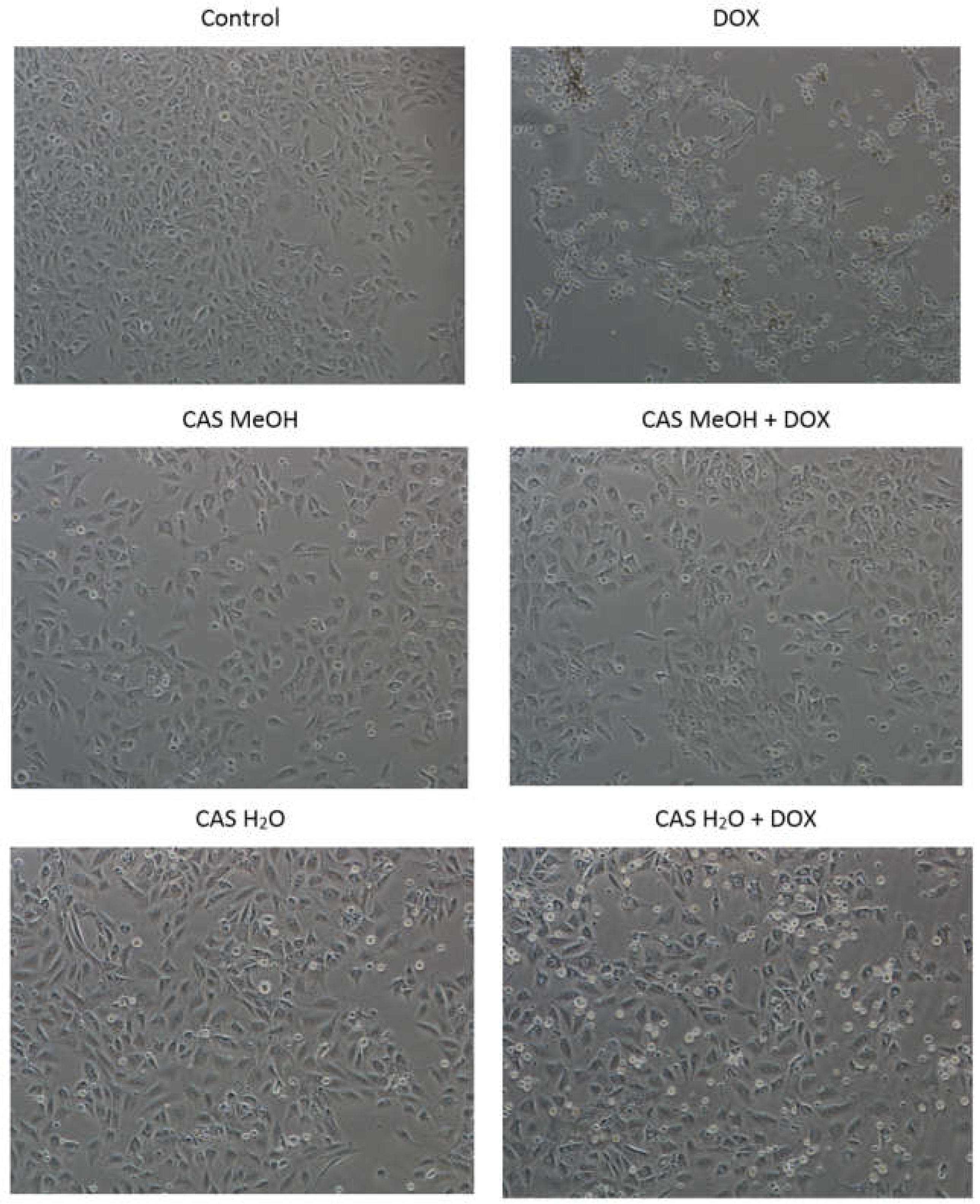 Molecules 28 00420 g002 Molecules 28 00420 g002