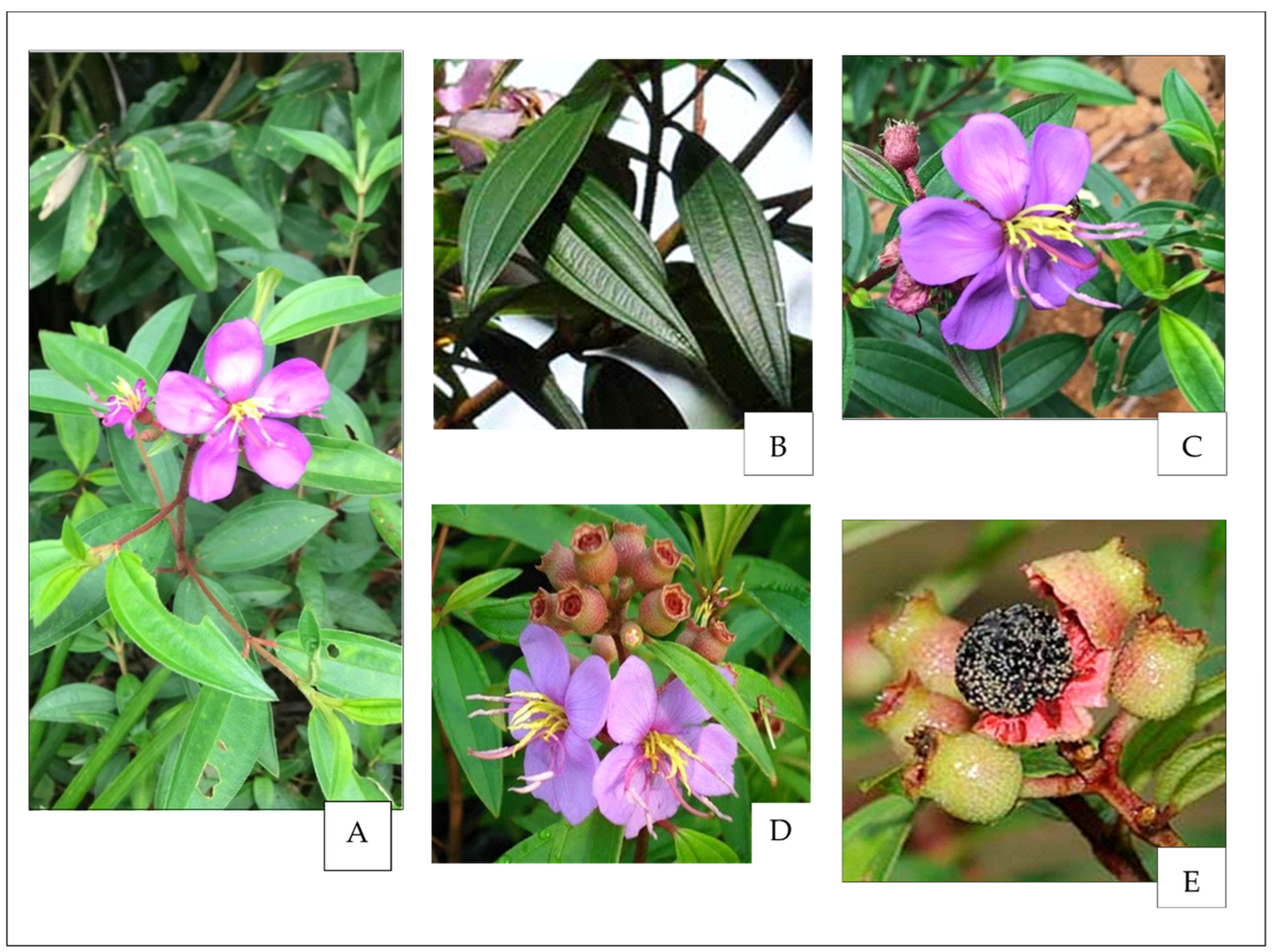 Molecules 28 00487 g001