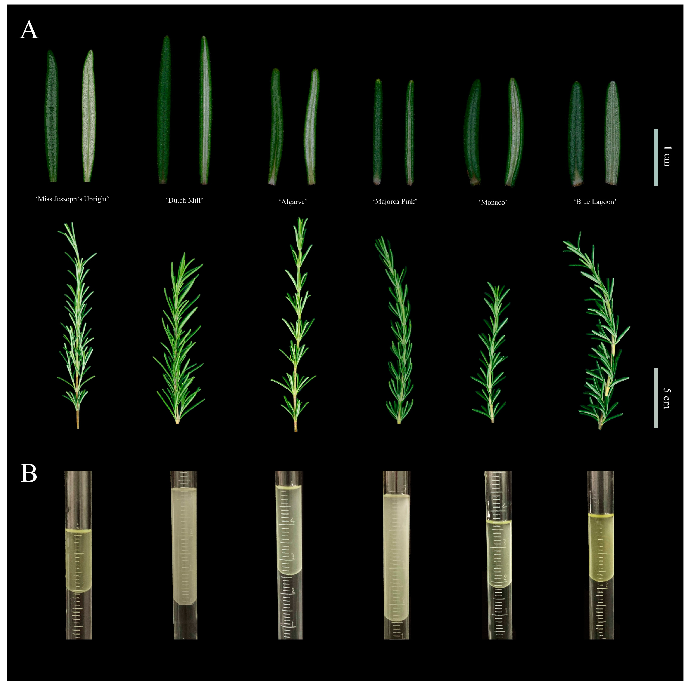 Molecules 28 00586 g005