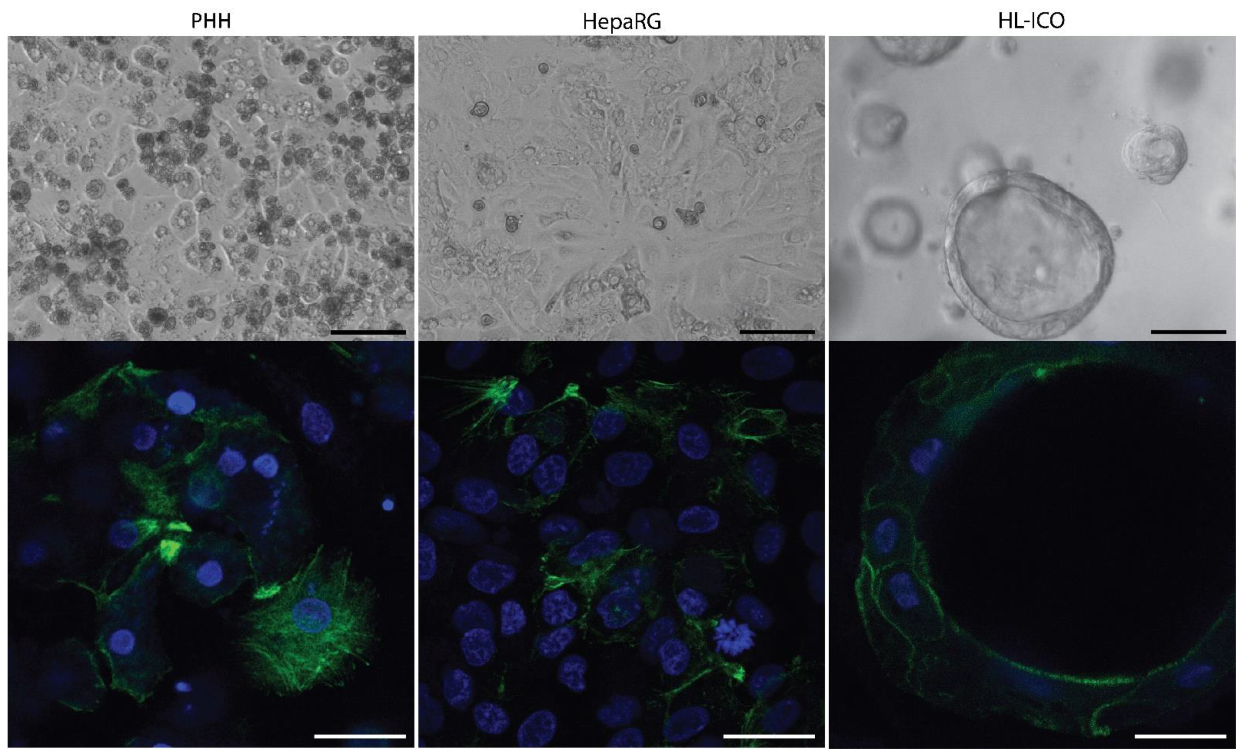 Molecules 28 00621 g001