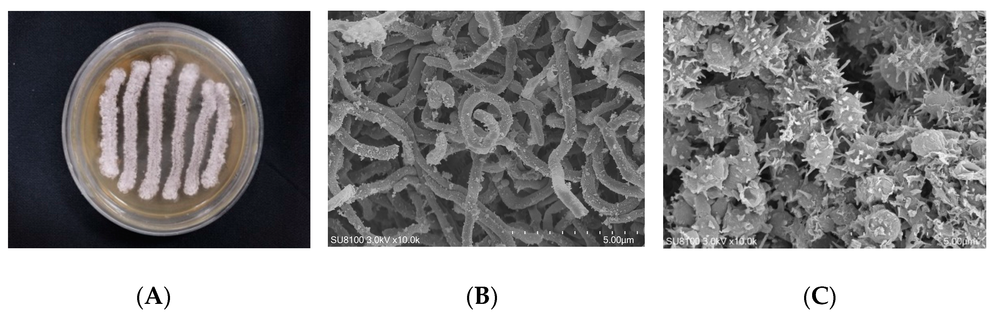 Molecules 28 00640 g002 Molecules 28 00640 g002