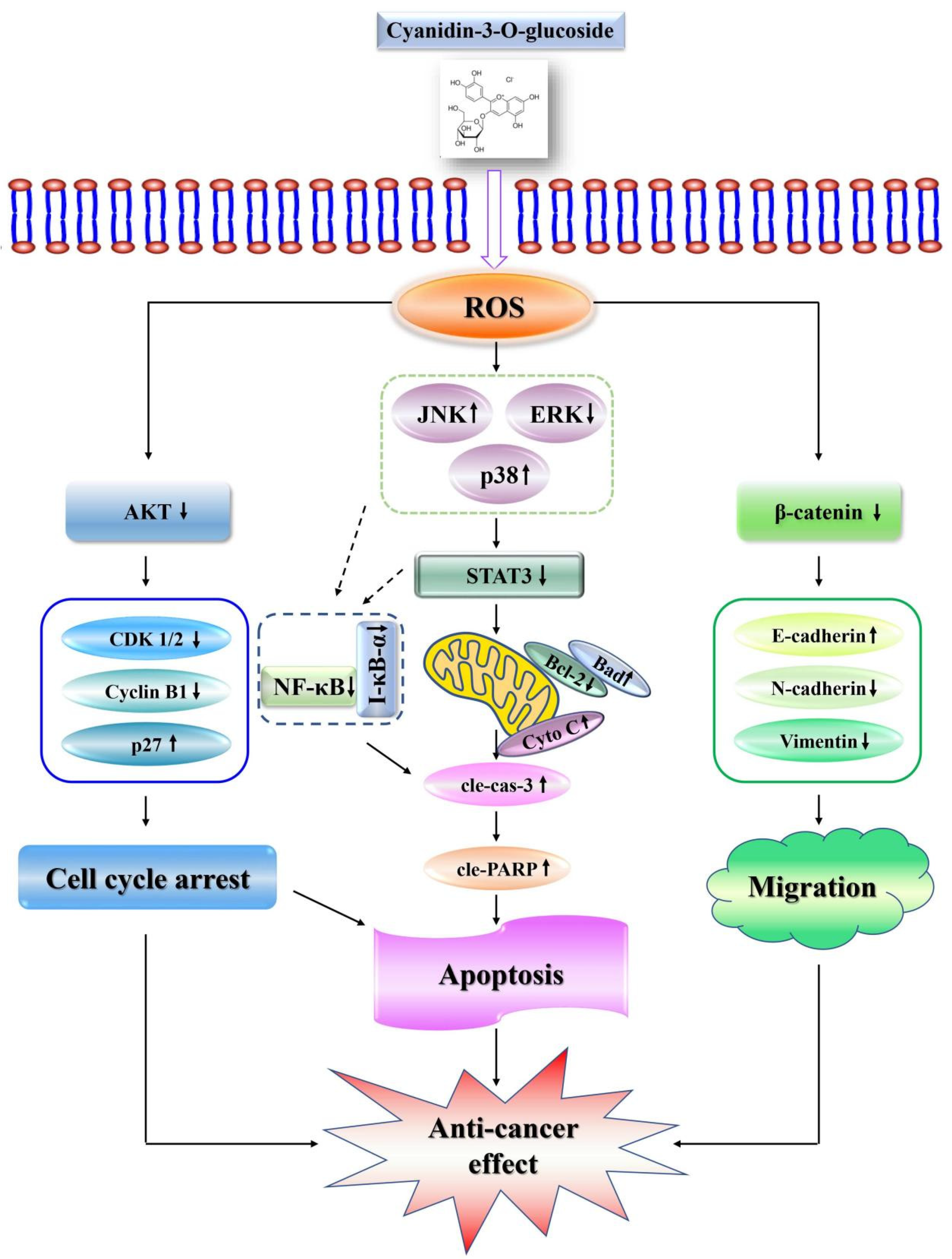 Molecules 28 00652 g008 Molecules 28 00652 g008