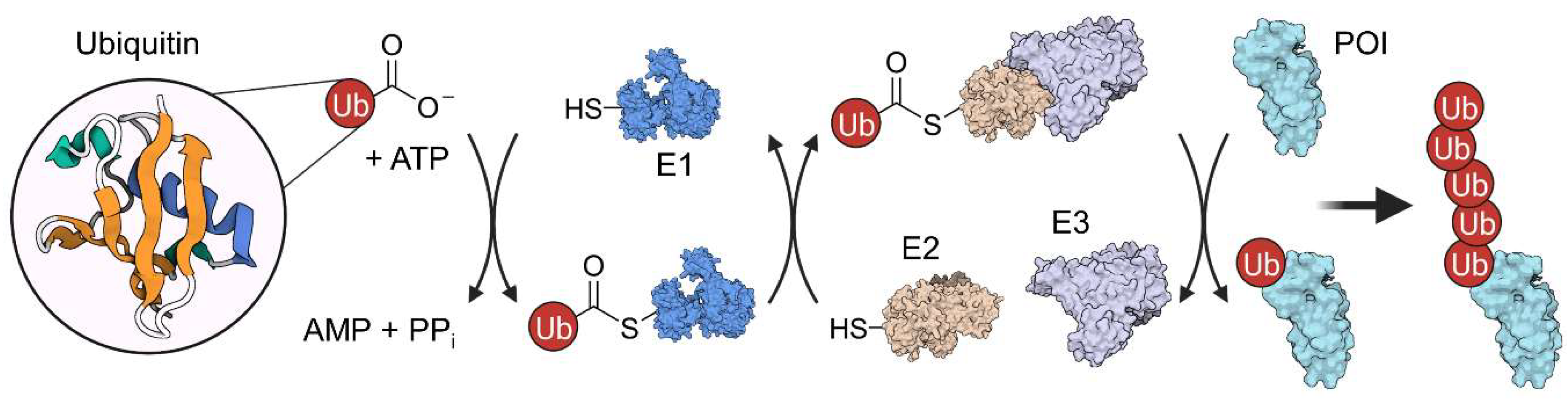 Molecules 28 00690 g003