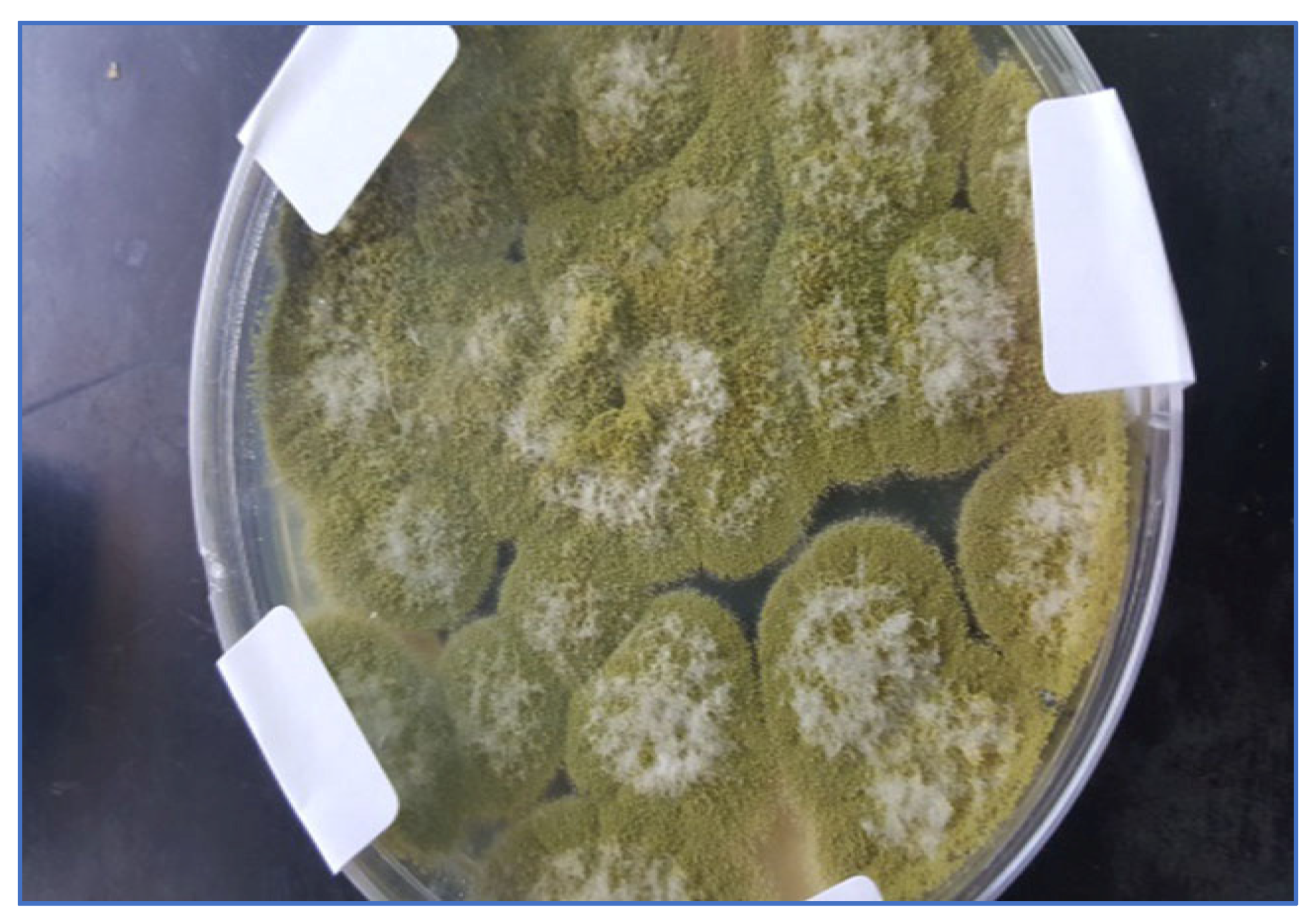 Molecules 28 00711 g001