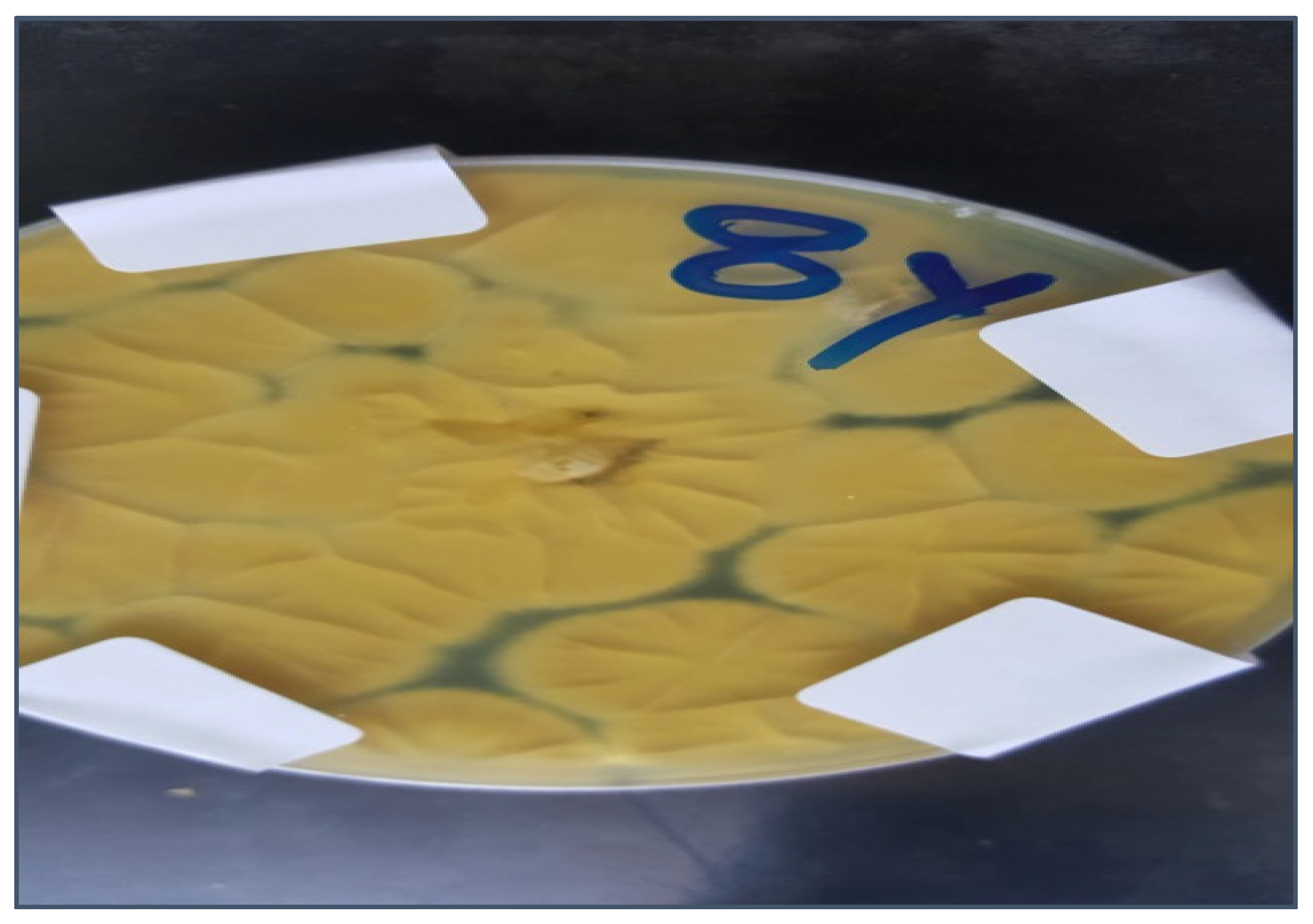 Molecules 28 00711 g002