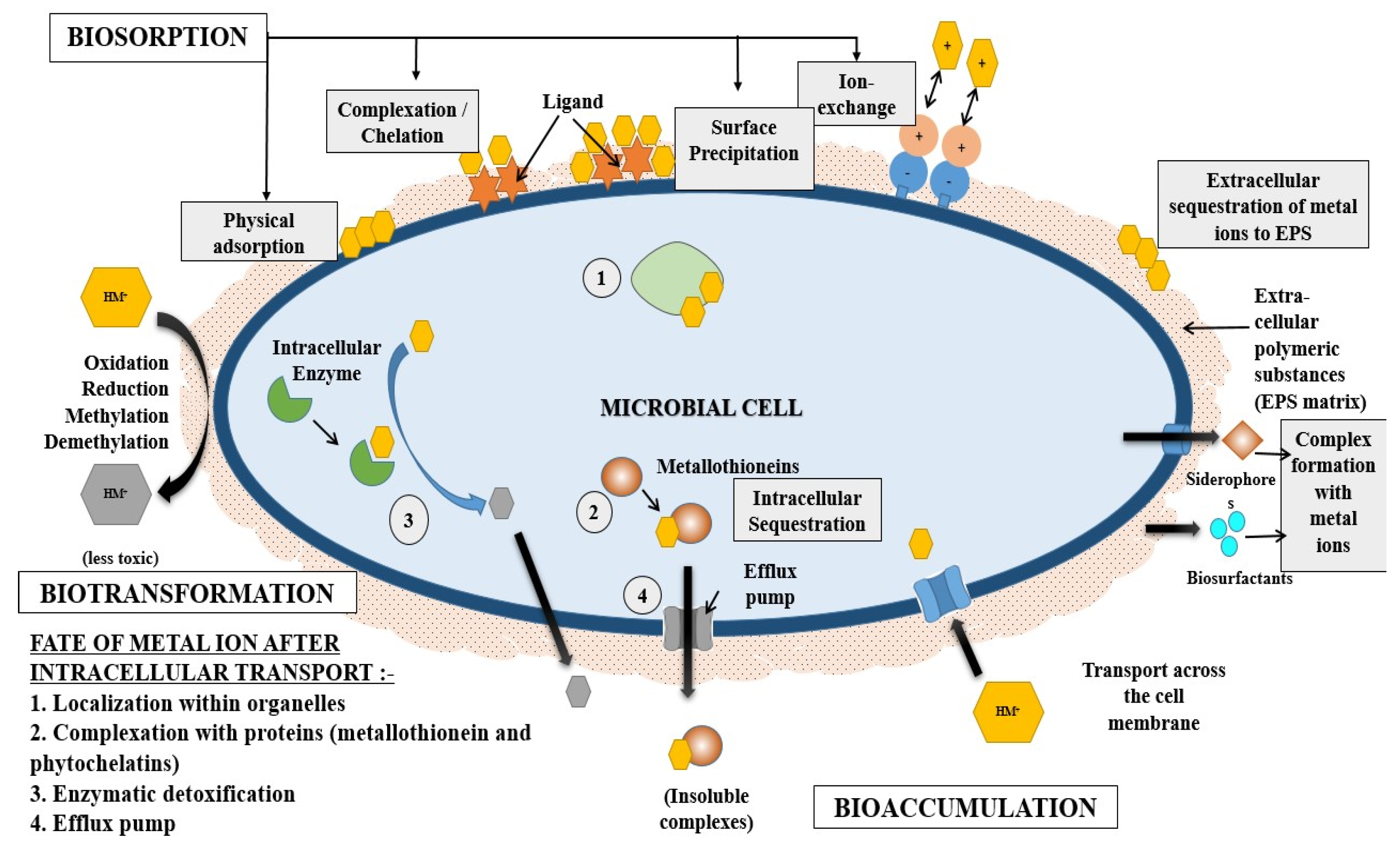 Molecules 28 00719 g006