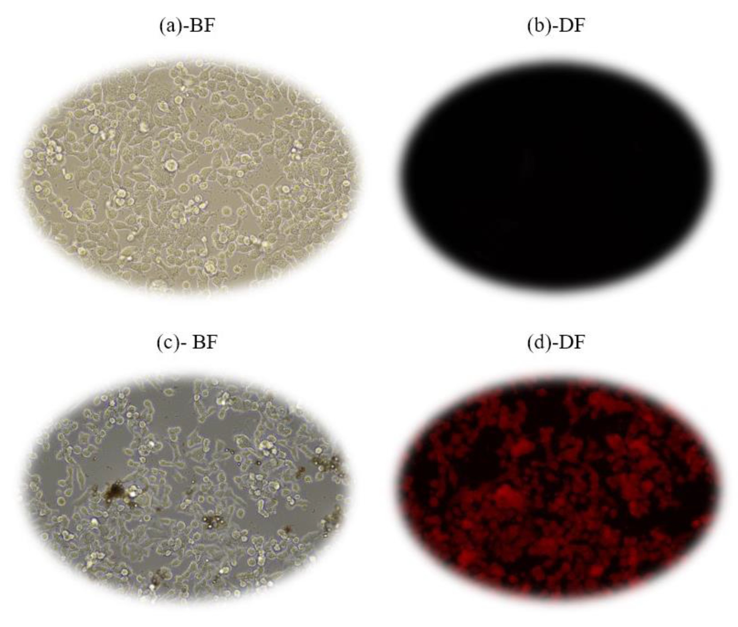 Molecules 28 00749 g010
