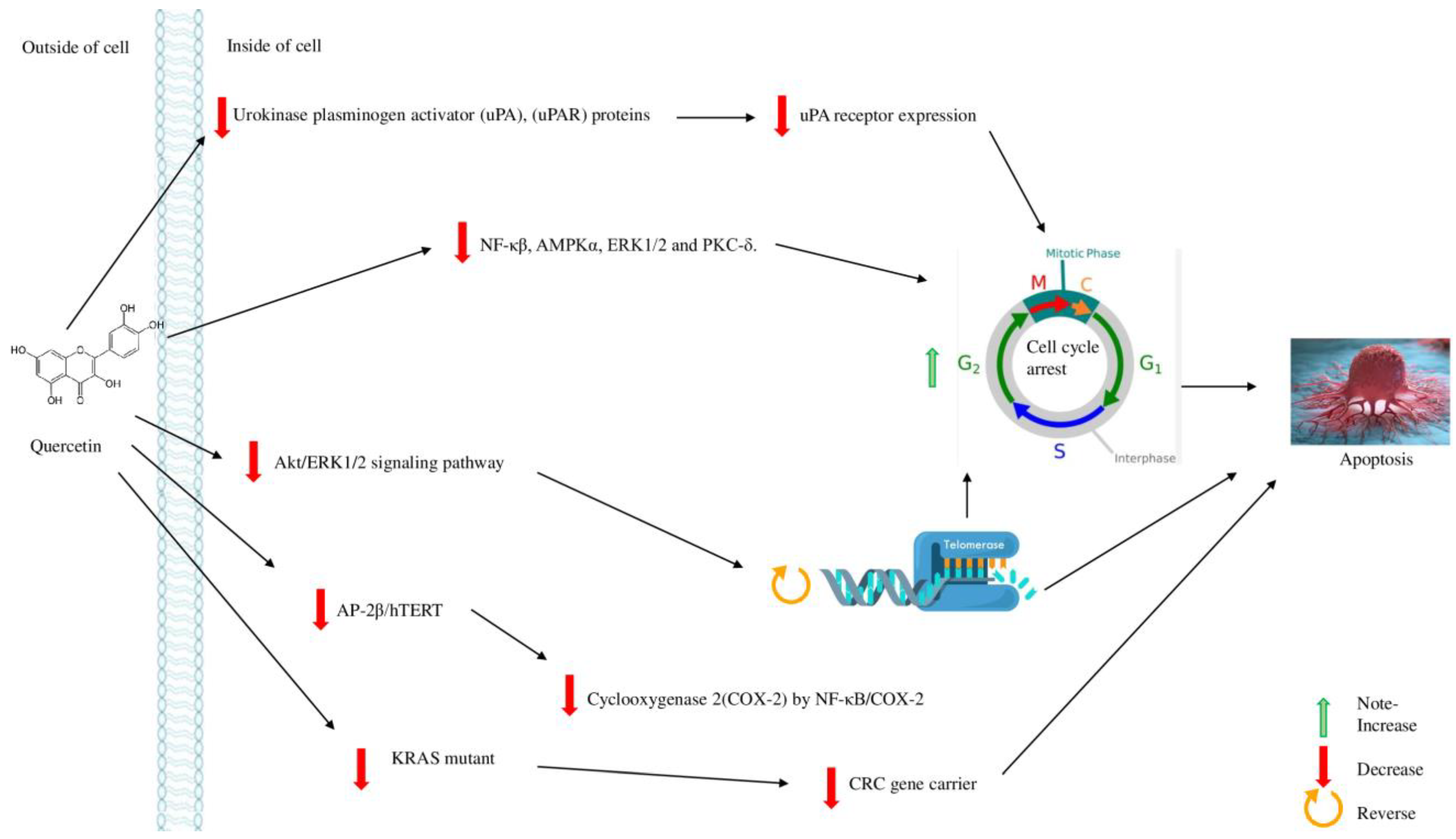 Molecules 28 00750 g004