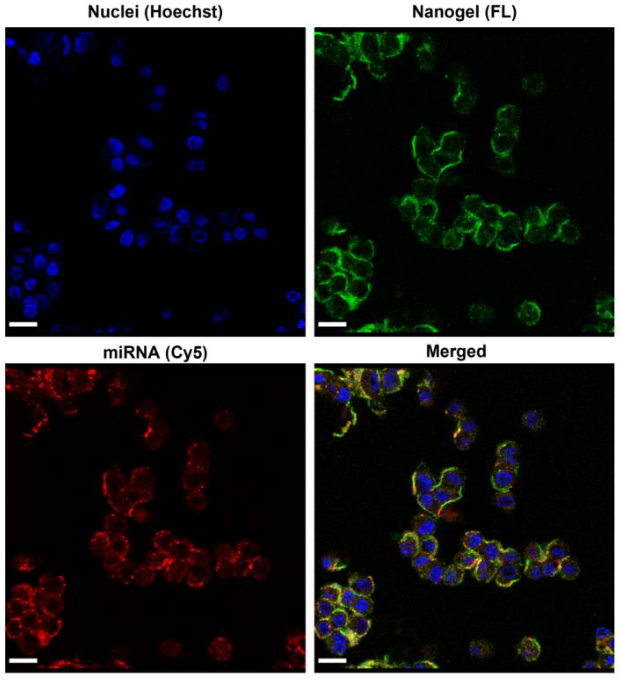 Molecules 28 00761 g006