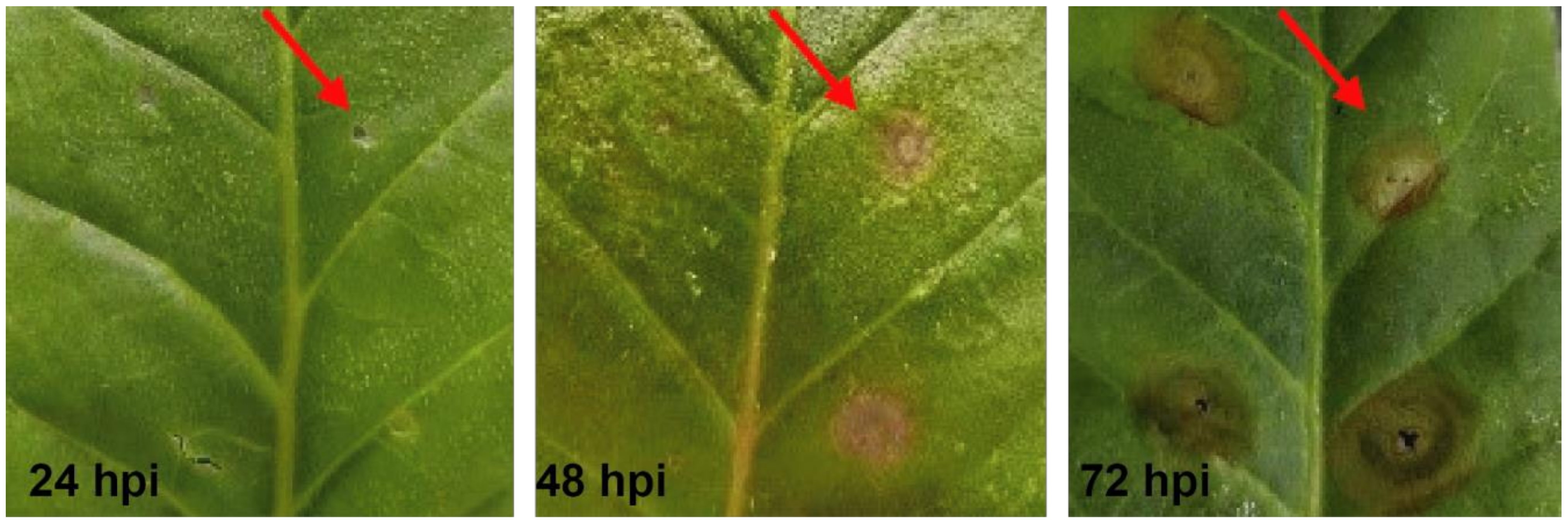 Molecules 28 00790 g001