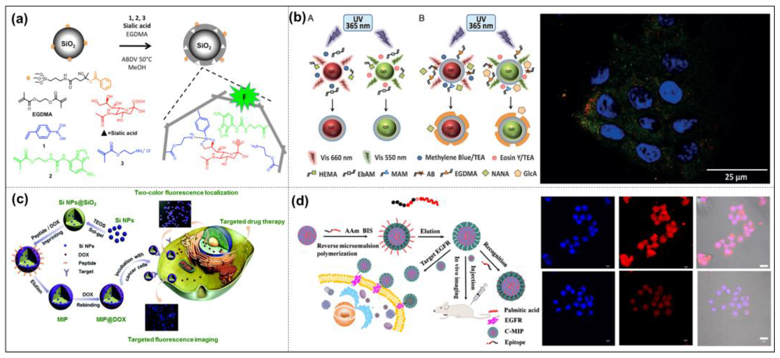 Molecules 28 00918 g010