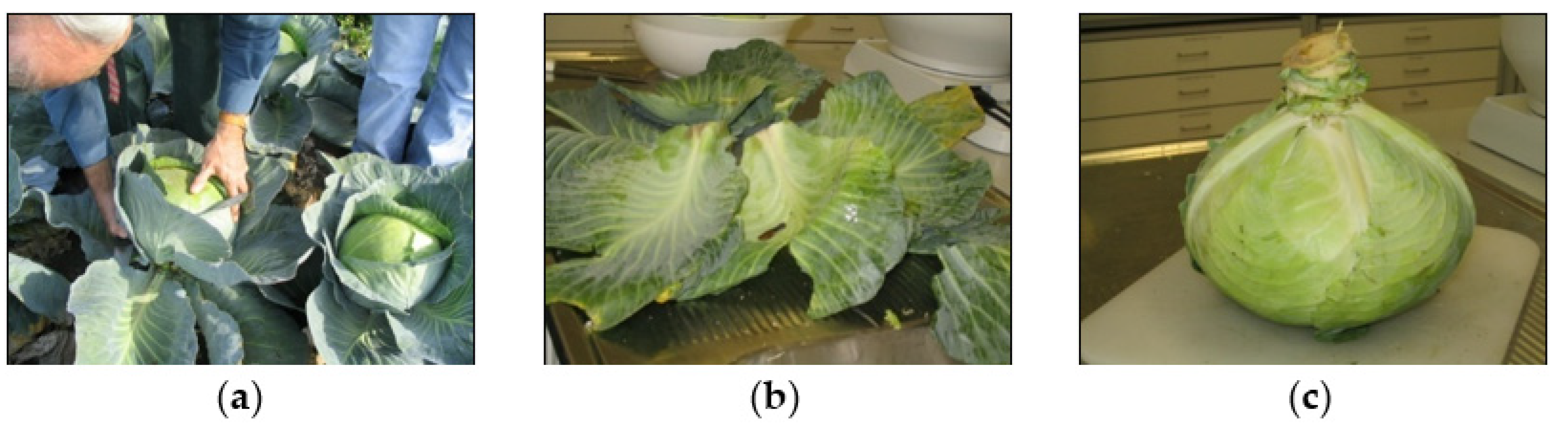 Molecules 28 00954 g001