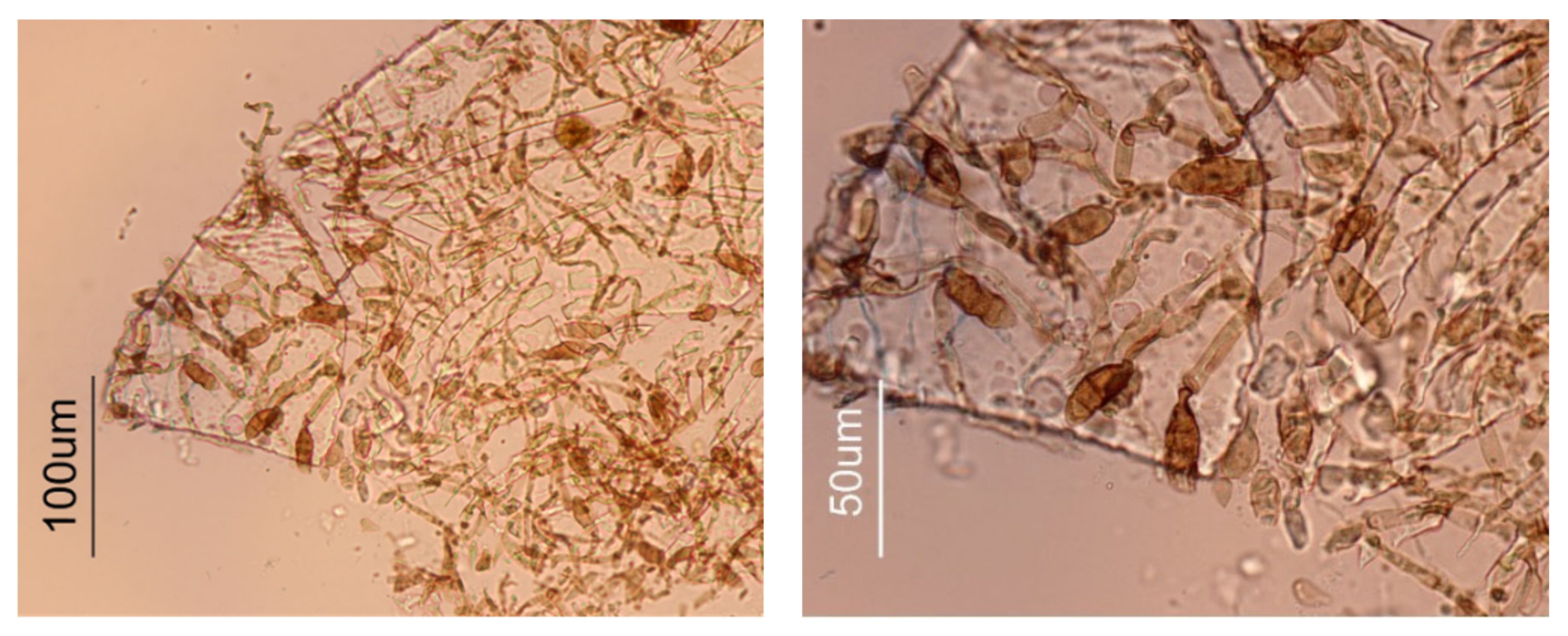 Molecules 28 01062 g003 Molecules 28 01062 g003