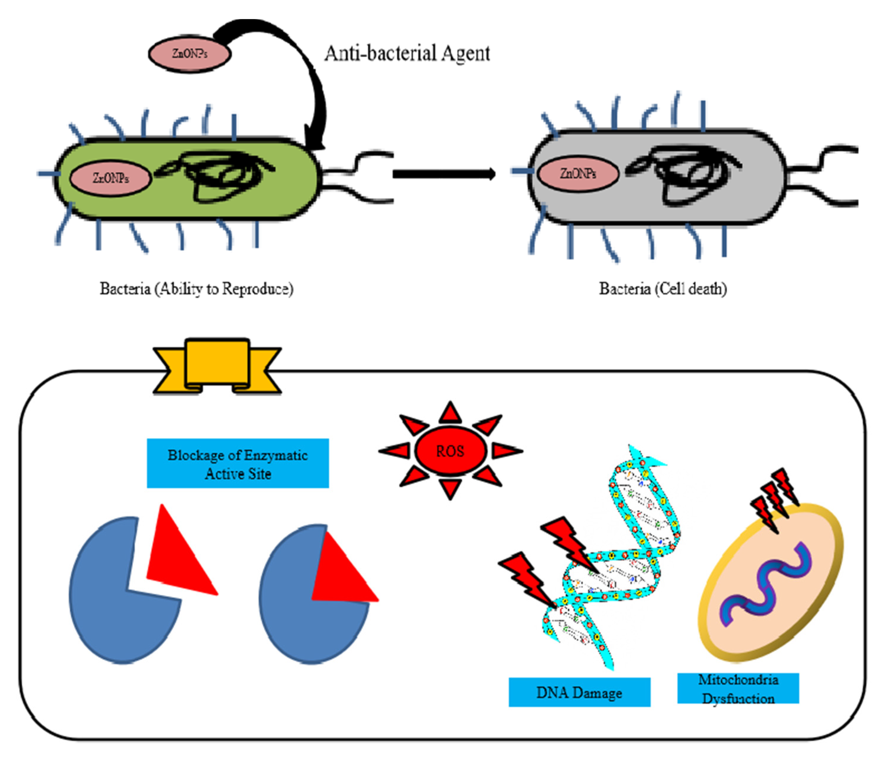 Molecules 28 01064 g004