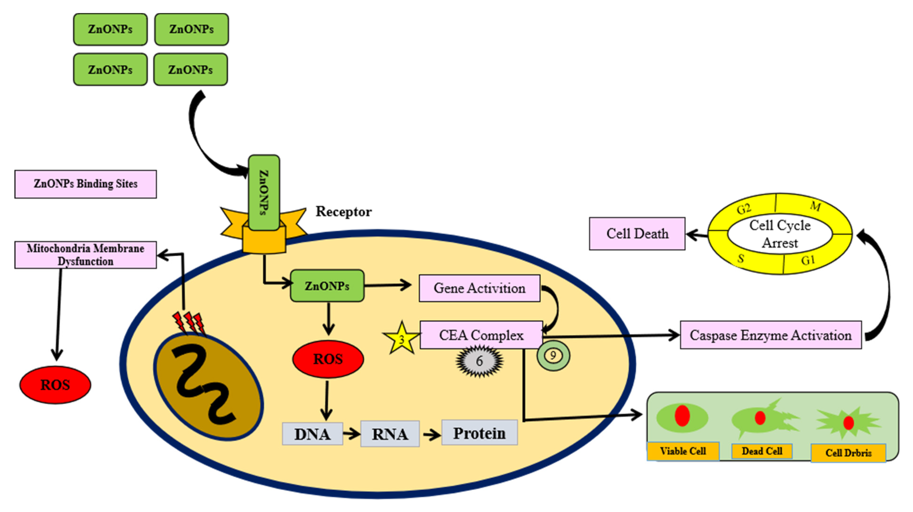 Molecules 28 01064 g005