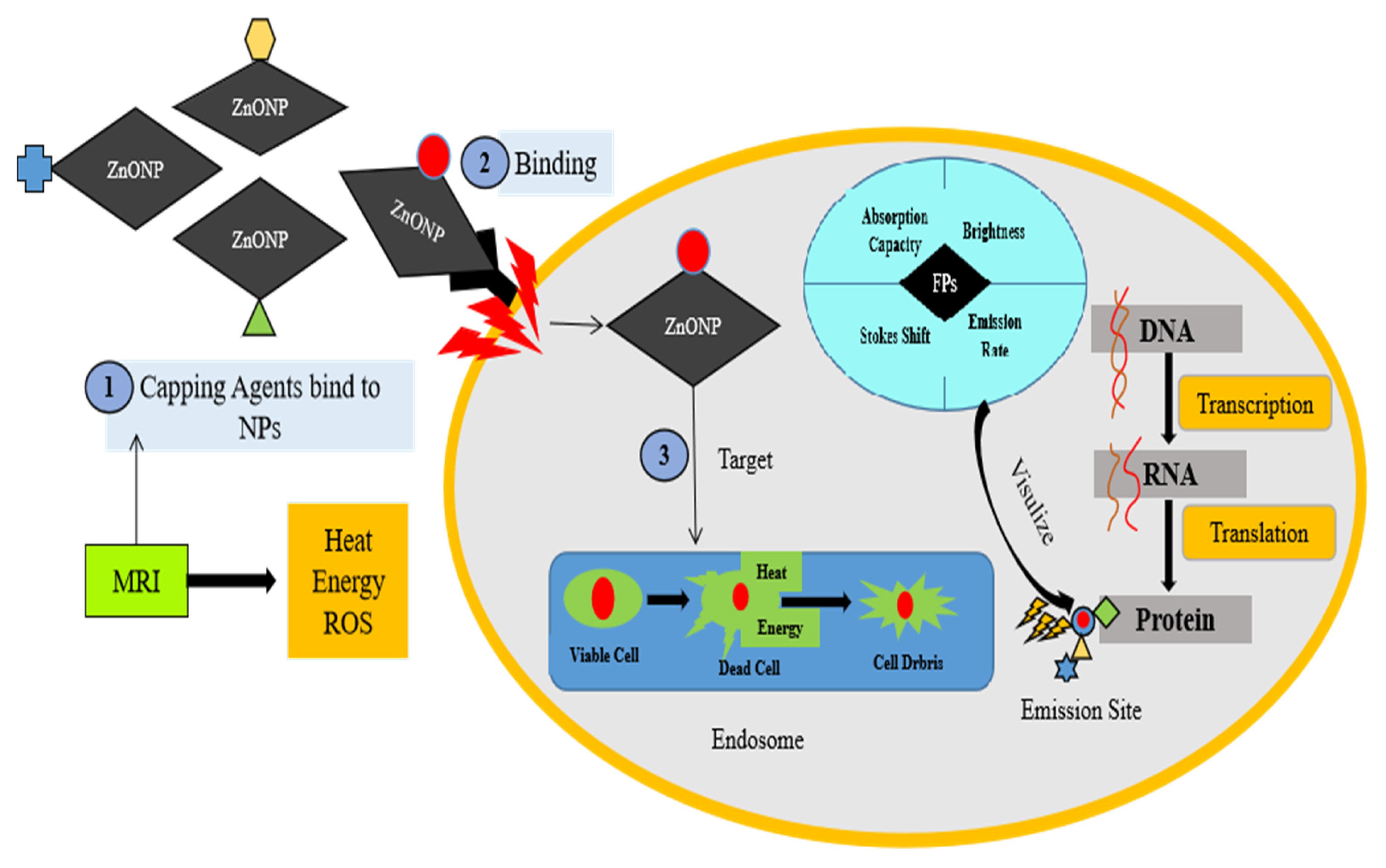 Molecules 28 01064 g006