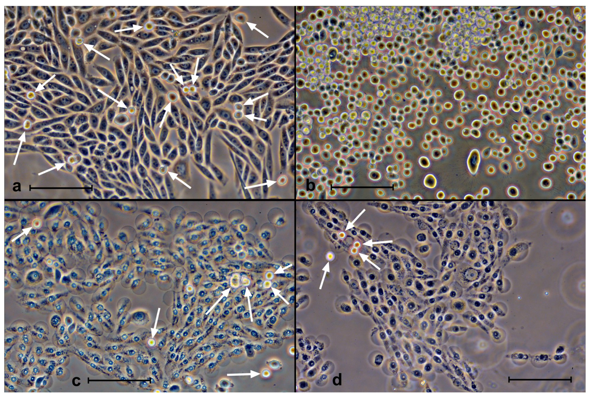 Molecules 28 01090 g008 Molecules 28 01090 g008