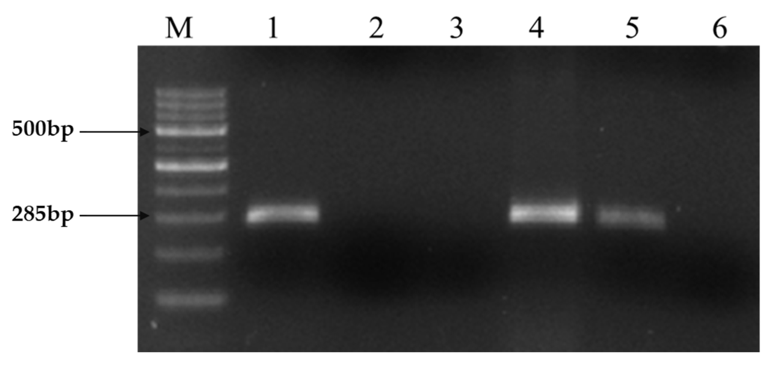 Molecules 28 01106 g001