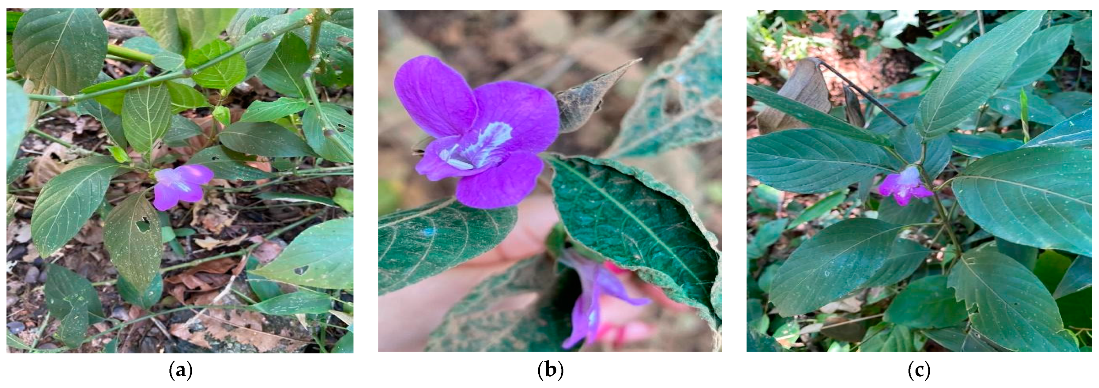 Molecules 28 01190 g001