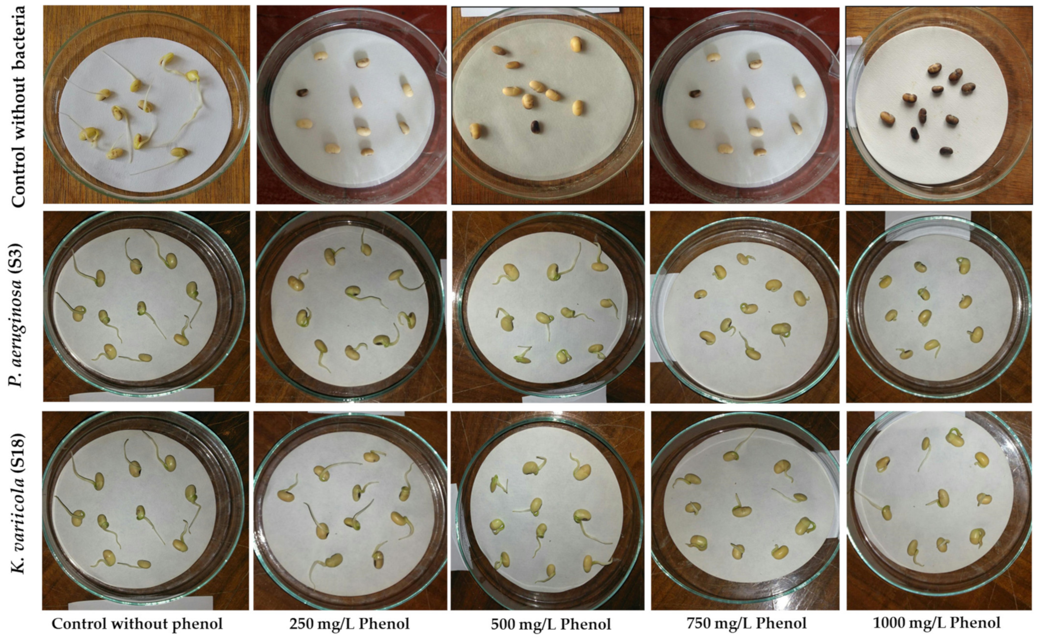 Molecules 28 01203 g007