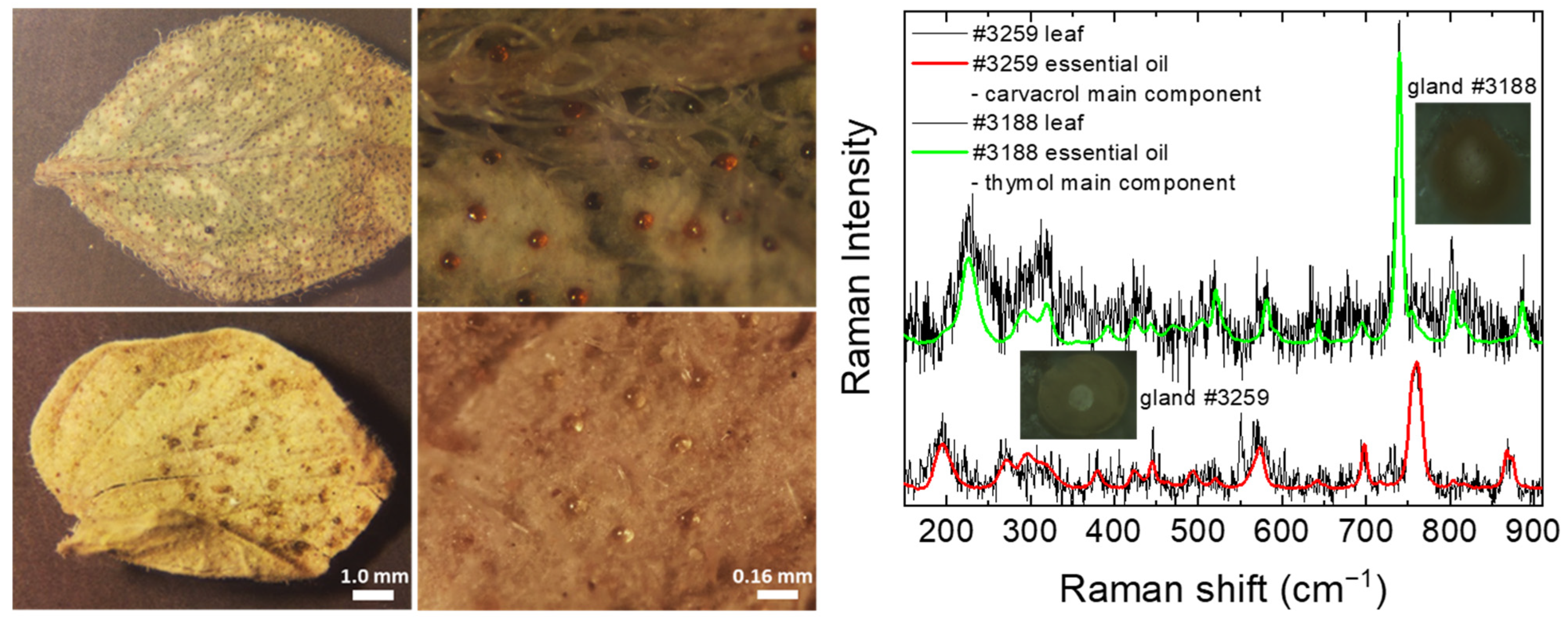 Molecules 28 01221 g005 Molecules 28 01221 g005
