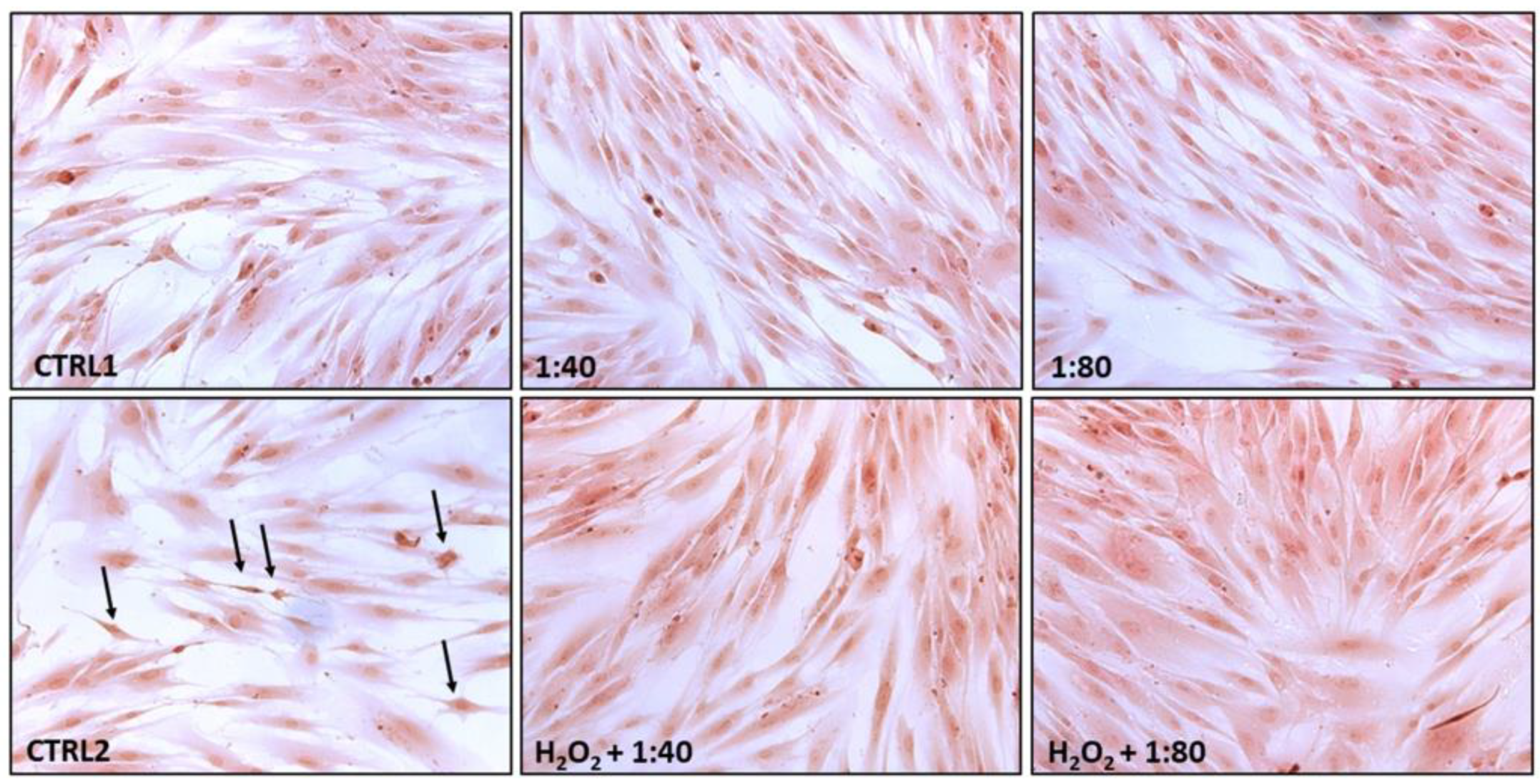 Molecules 28 01222 g004 Molecules 28 01222 g004