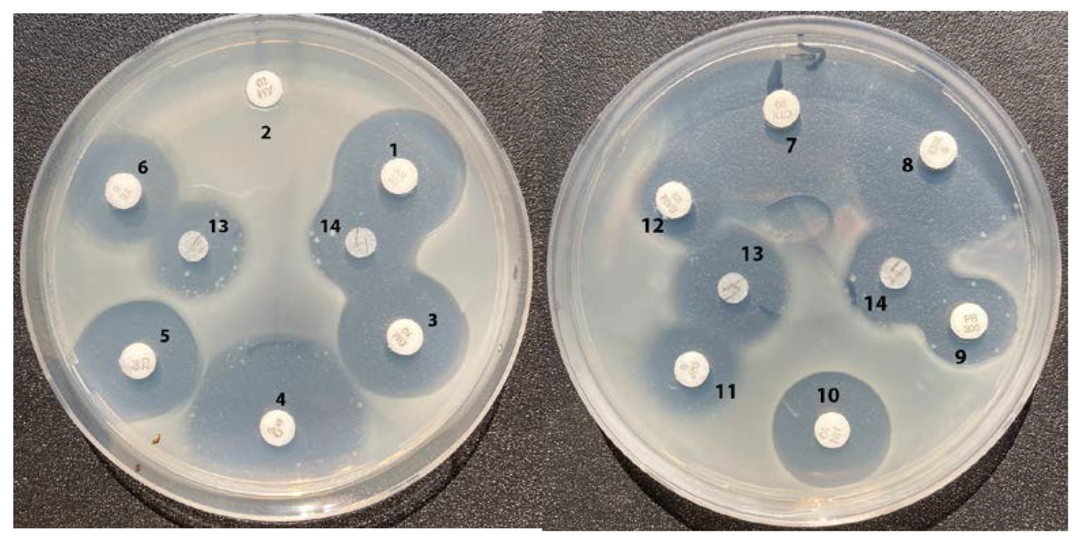 Molecules 28 01234 g004