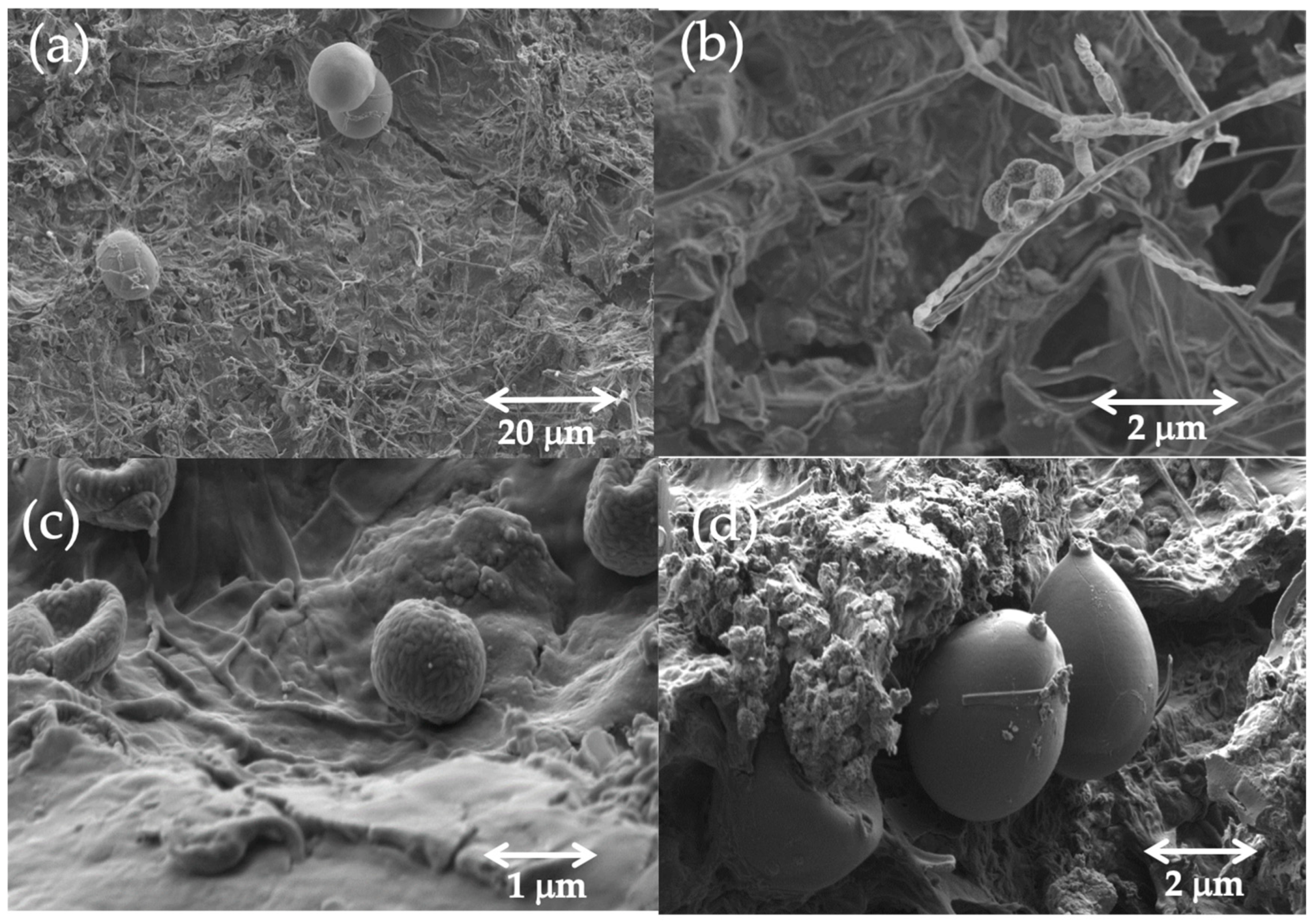 Molecules 28 01235 g008 Molecules 28 01235 g008