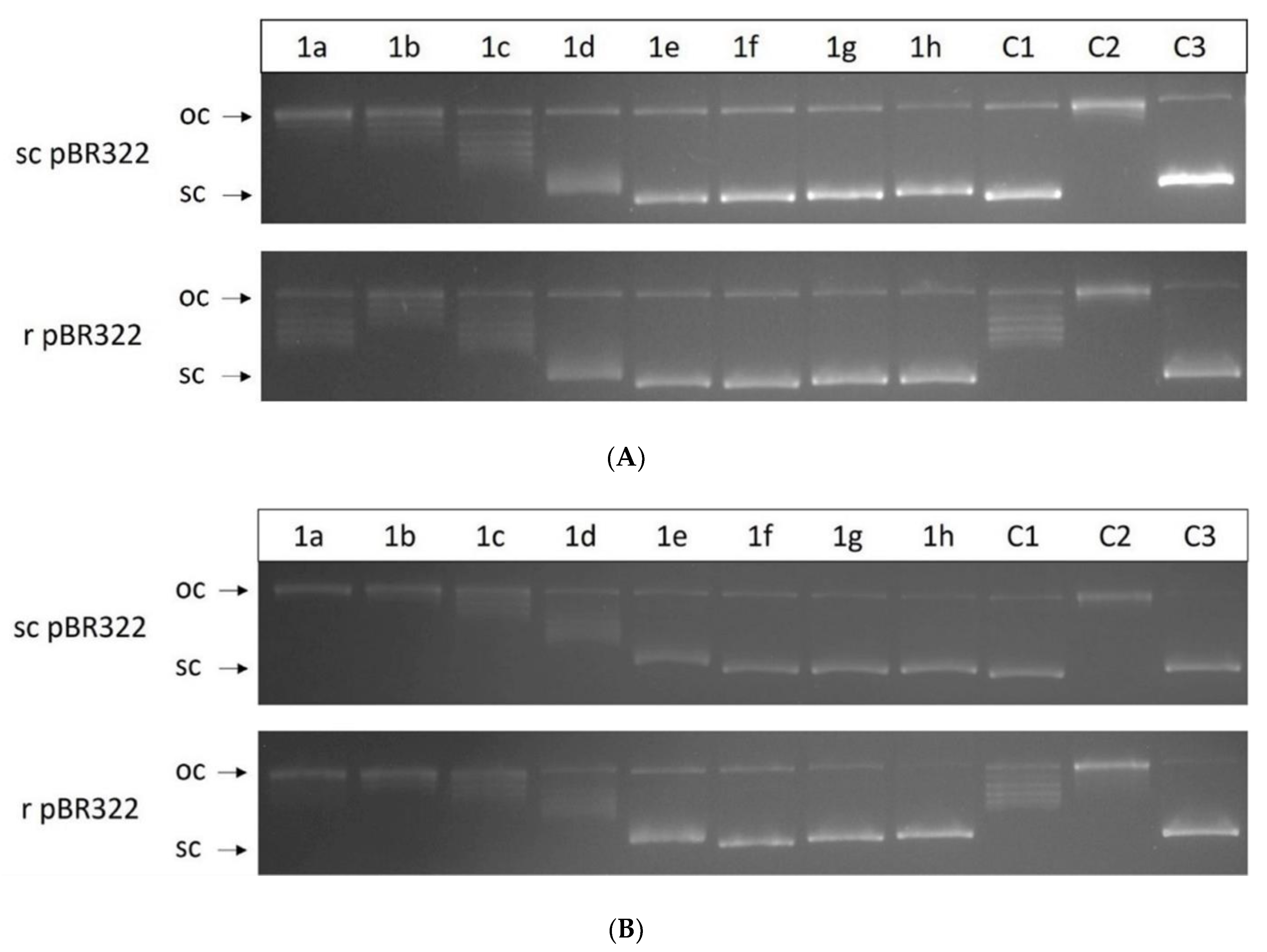 Molecules 28 01308 g008