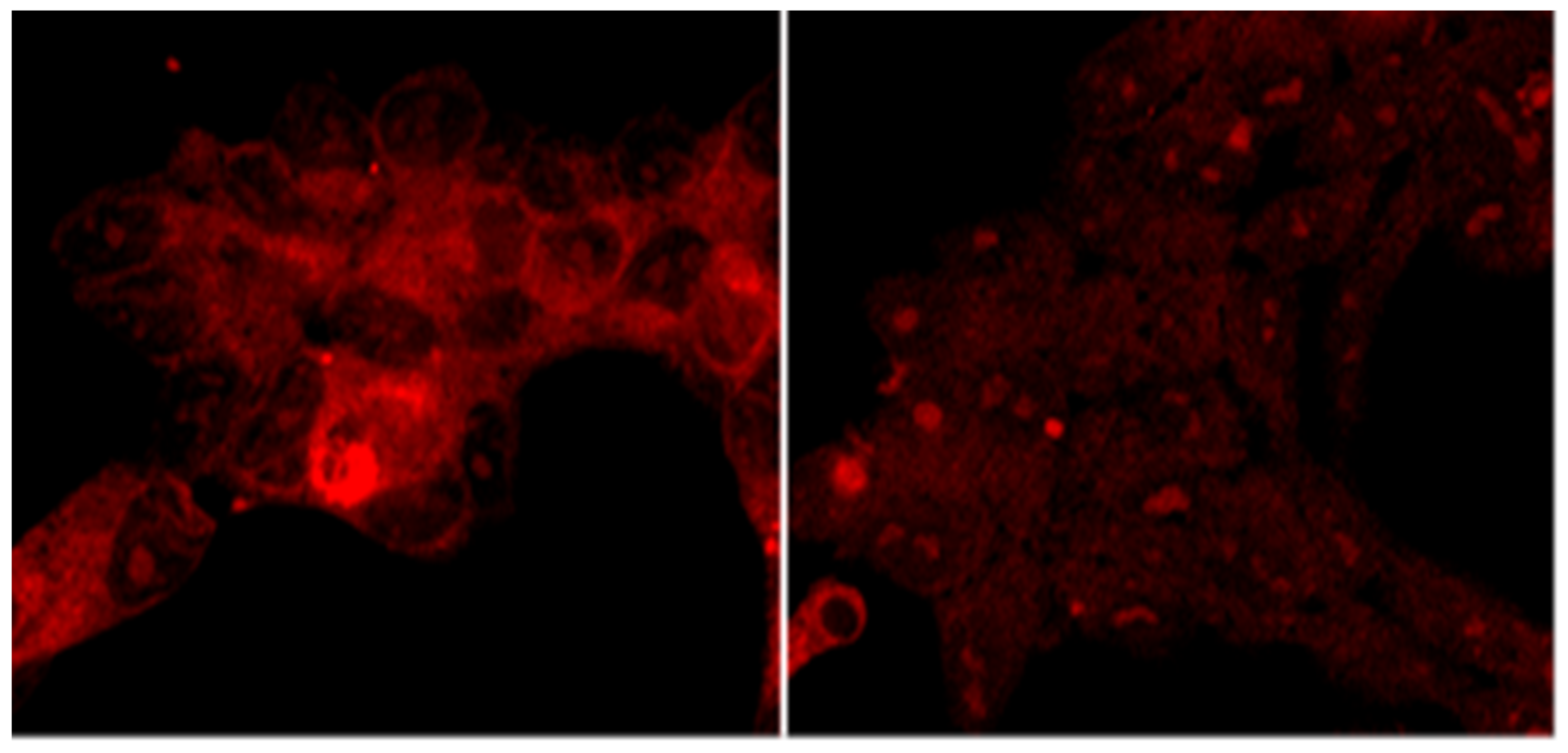 Molecules 28 01325 g007