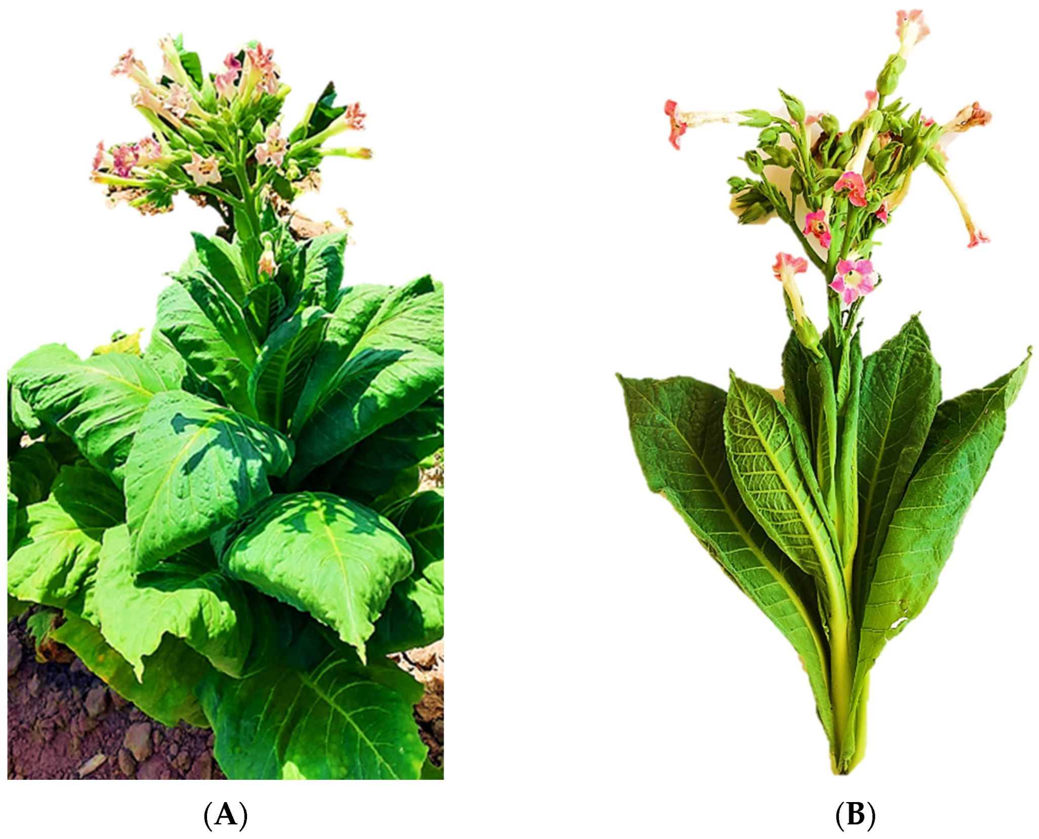 Molecules 28 01396 g001