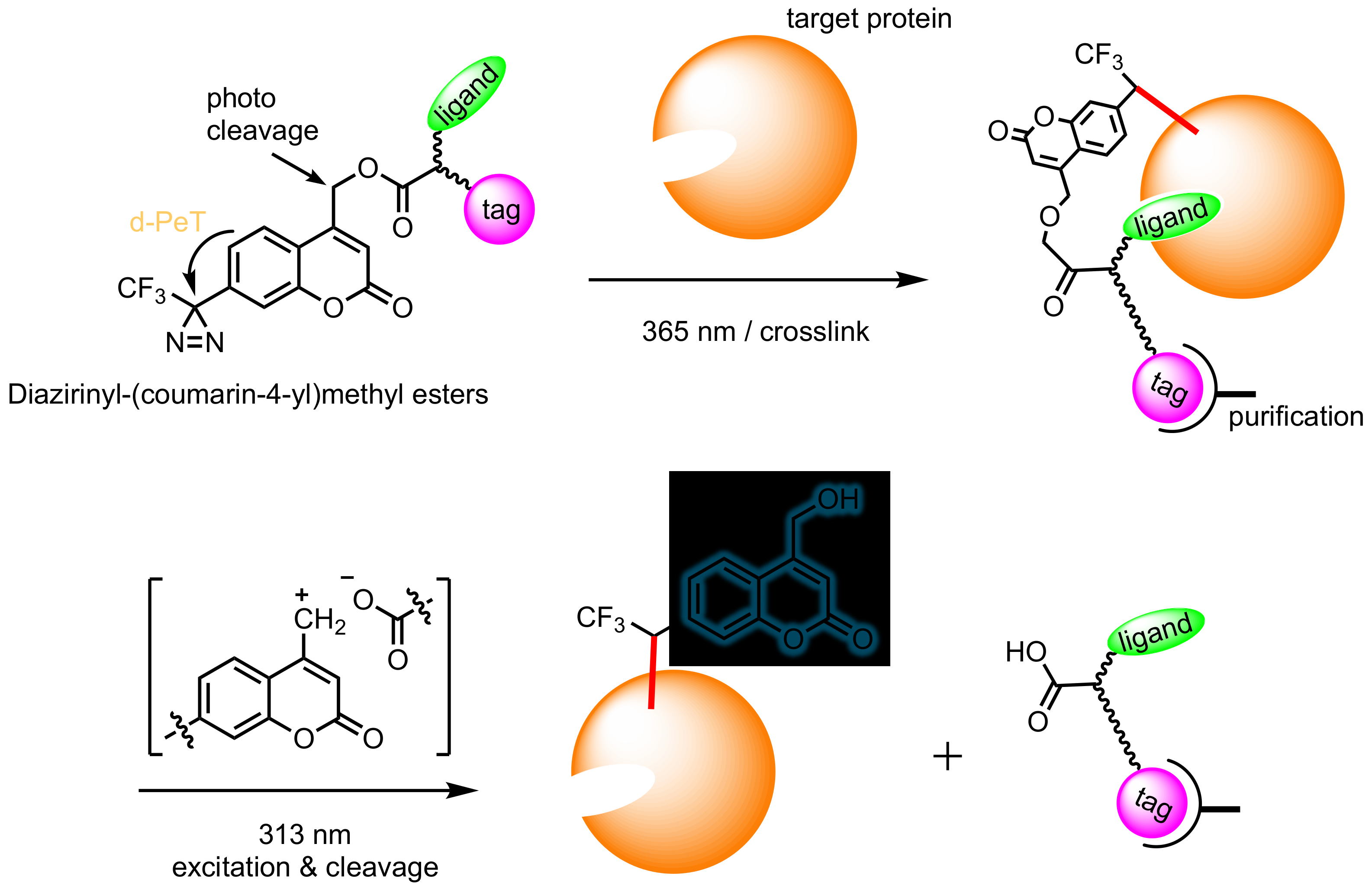 Molecules 28 01408 g002