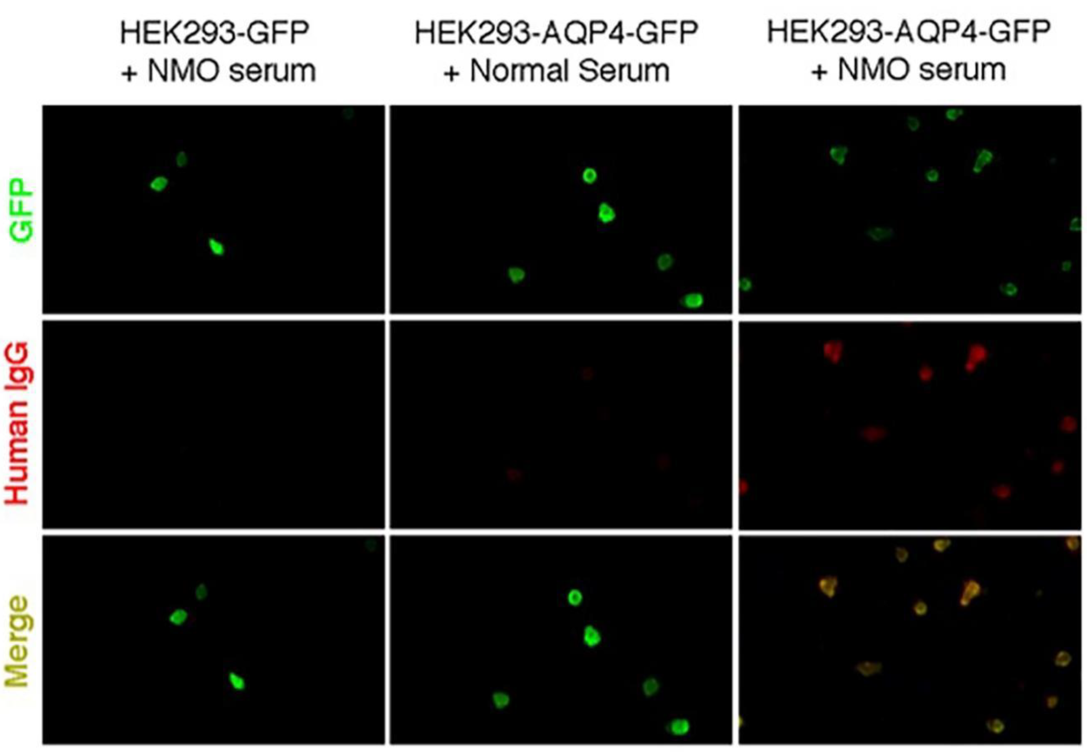 Molecules 28 01412 g006 Molecules 28 01412 g006