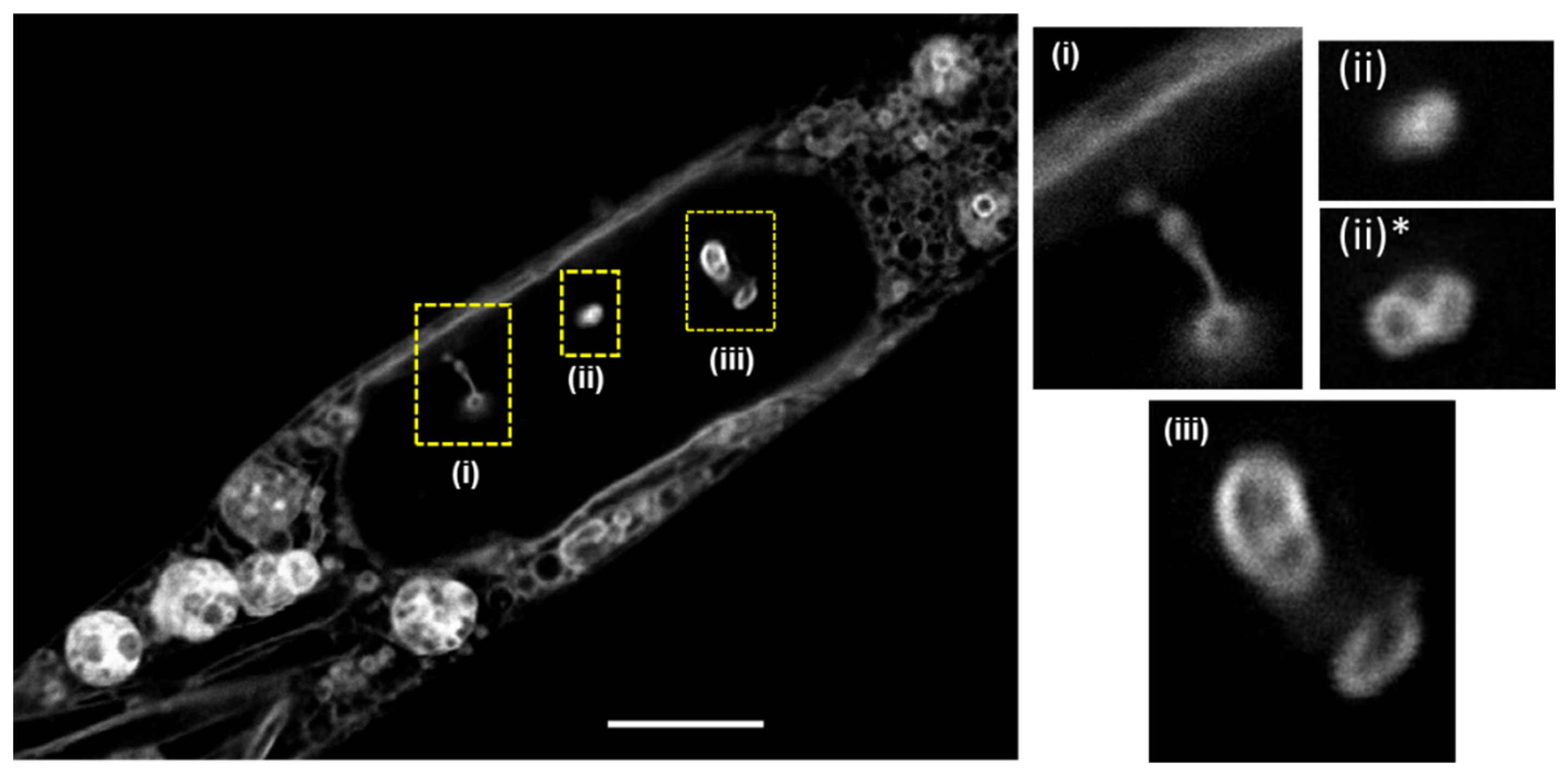 Molecules 28 01415 g009 Molecules 28 01415 g009