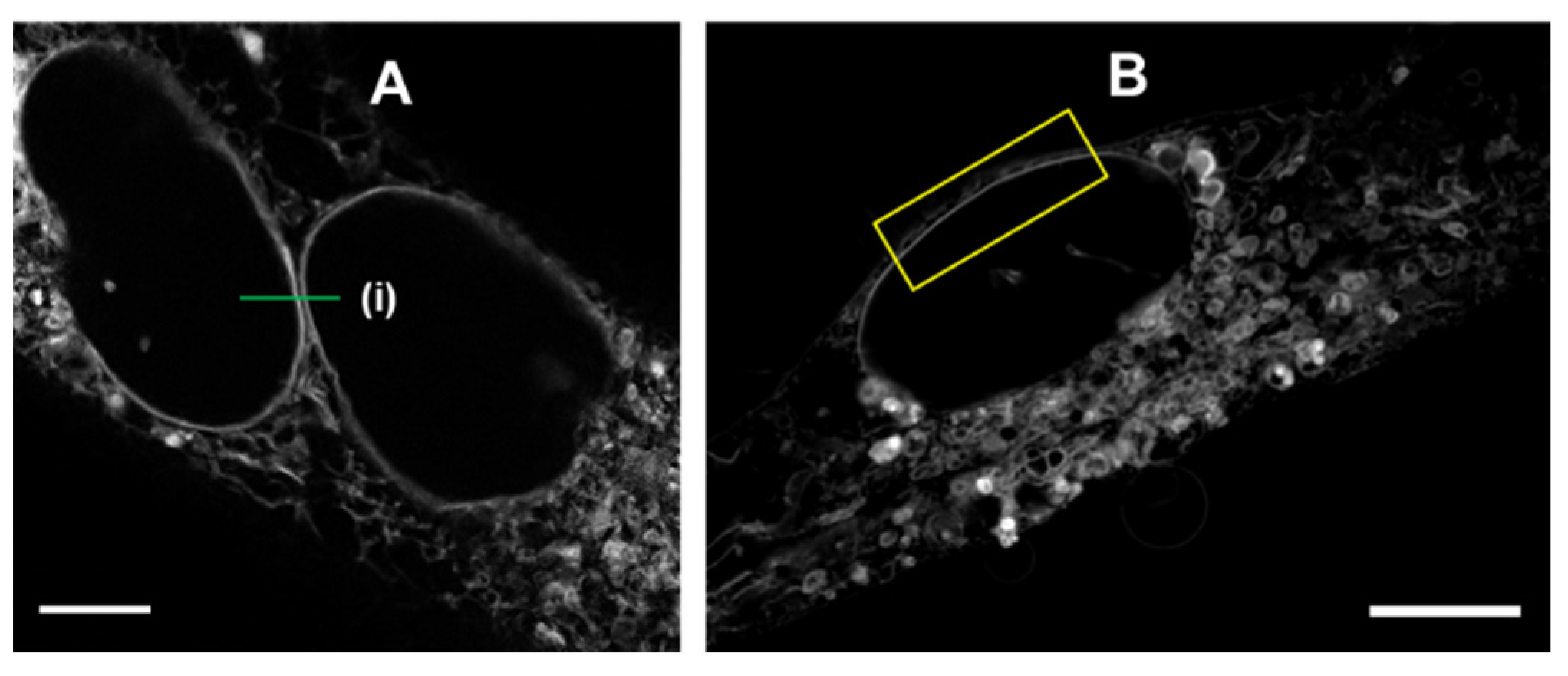Molecules 28 01415 g011 Molecules 28 01415 g011
