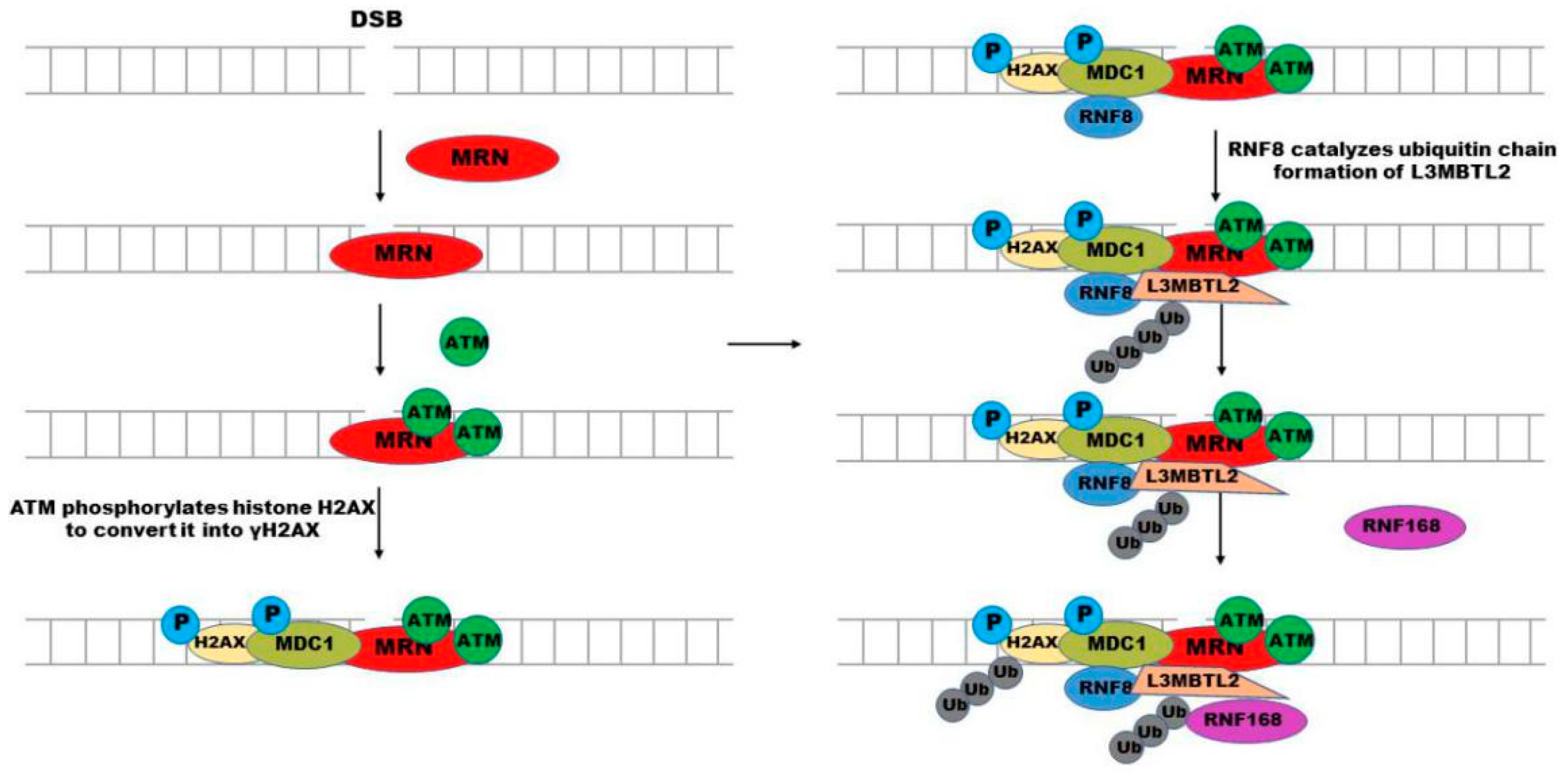 Molecules 28 01417 g004