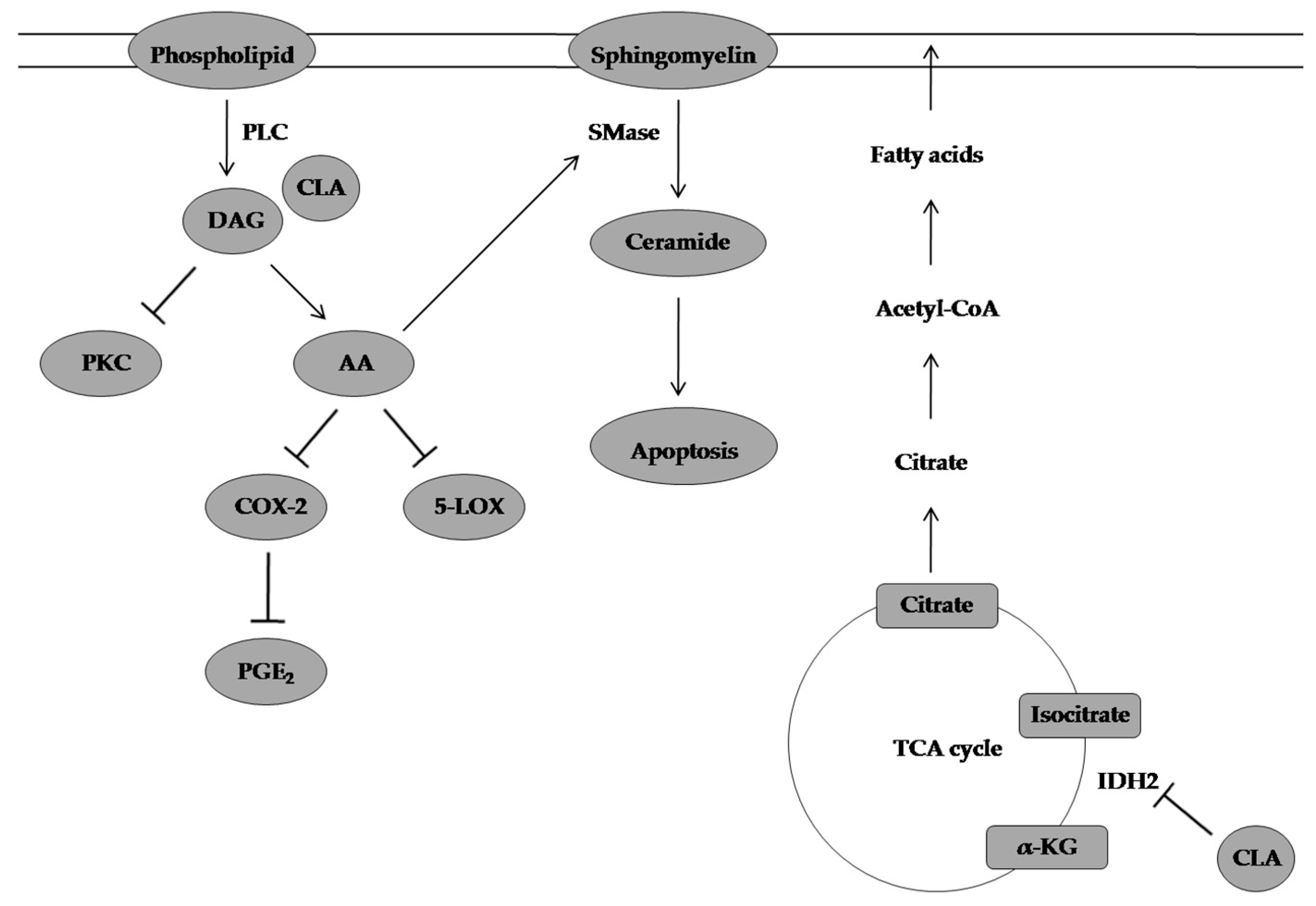 Molecules 28 01441 g007