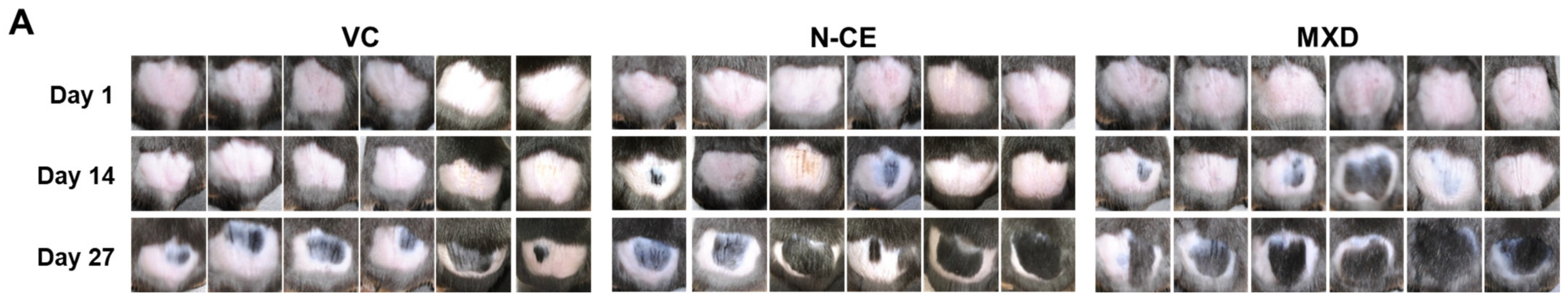 Molecules 28 01565 g001a Molecules 28 01565 g001a